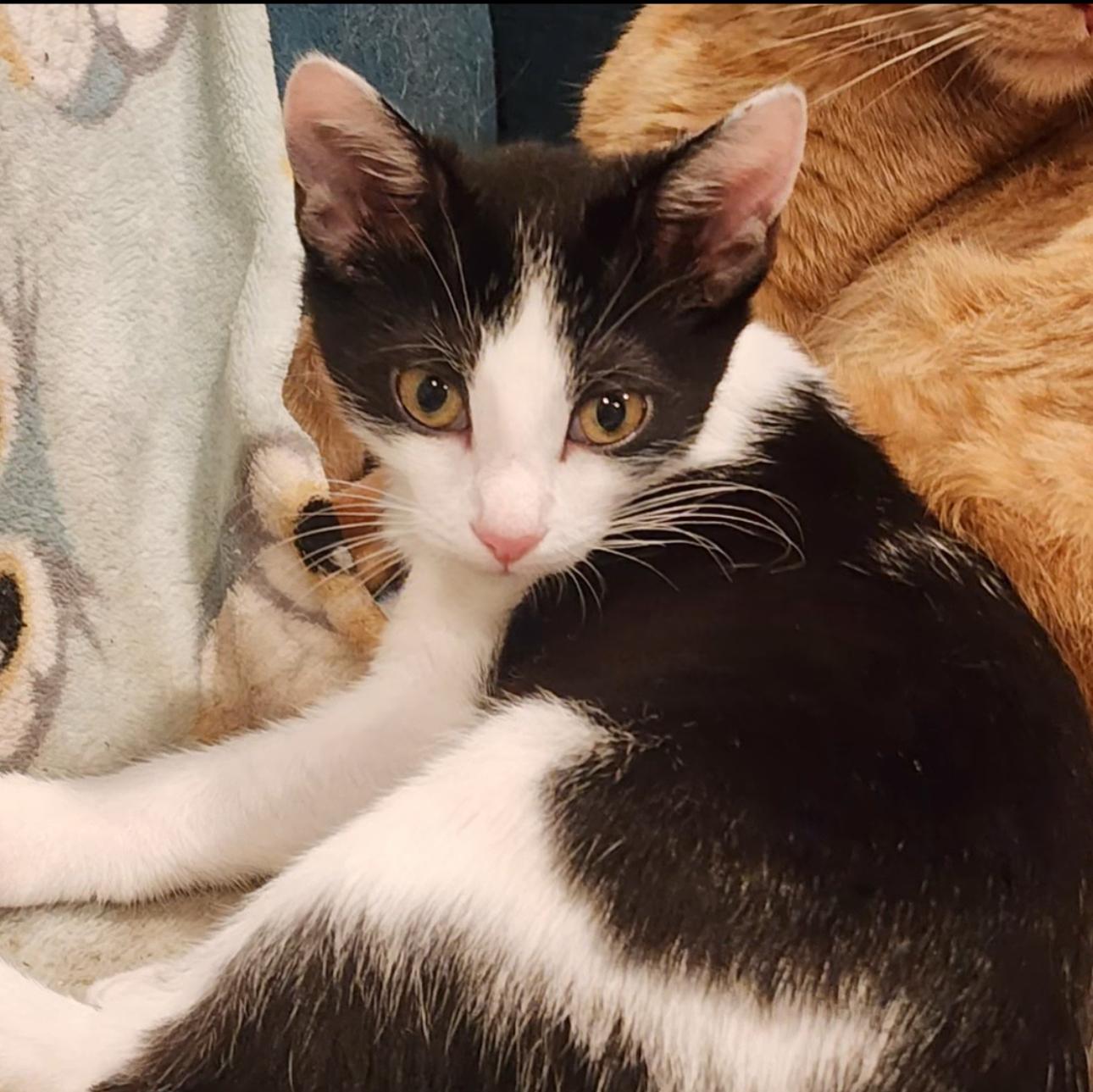 Enlarge Honda , a ADOPTABLE Domestic Short Hair in HUNTINGTON BEACH, CA image 1/2