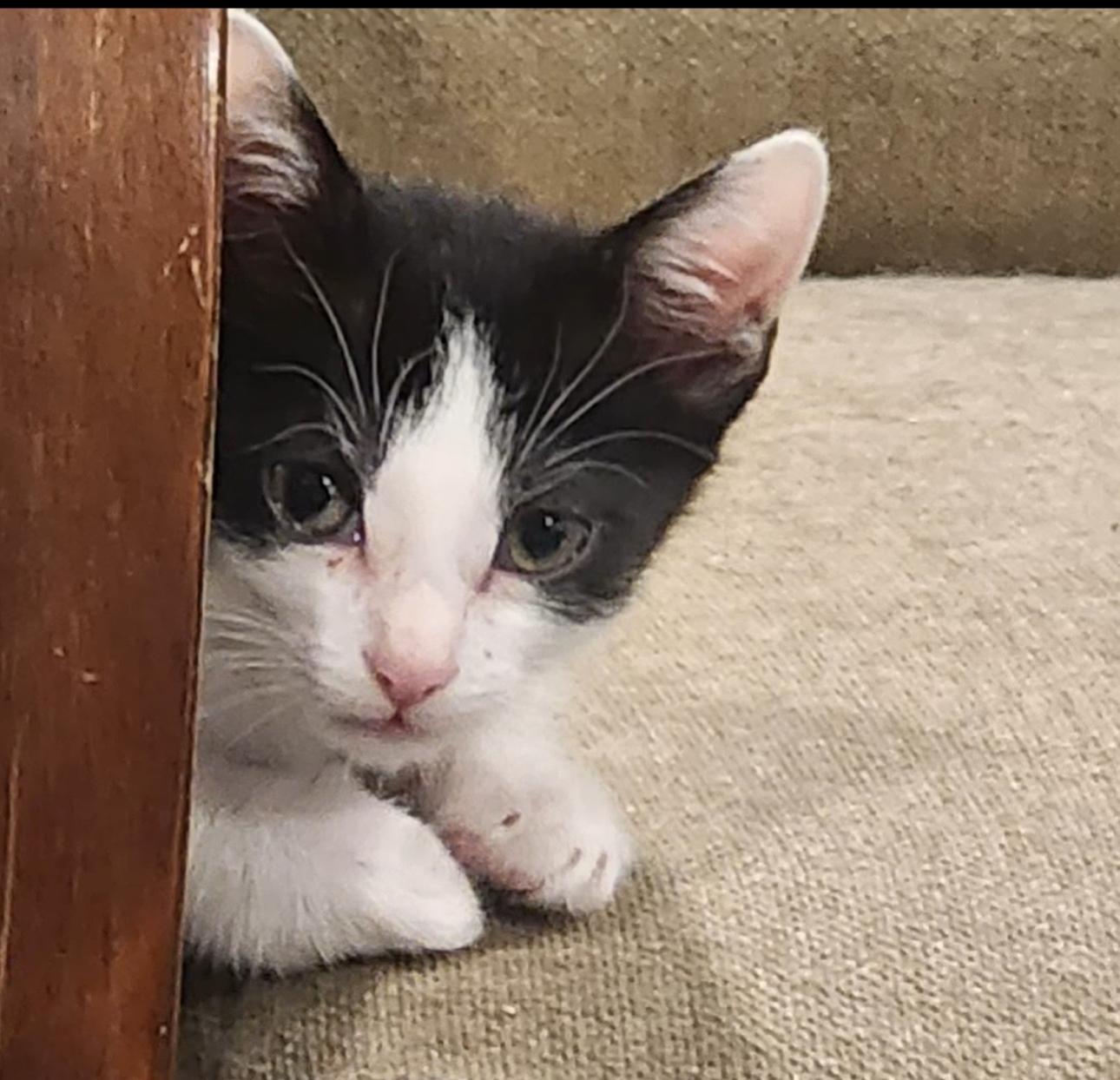 Enlarge Honda , a ADOPTABLE Domestic Short Hair in HUNTINGTON BEACH, CA image 2/2