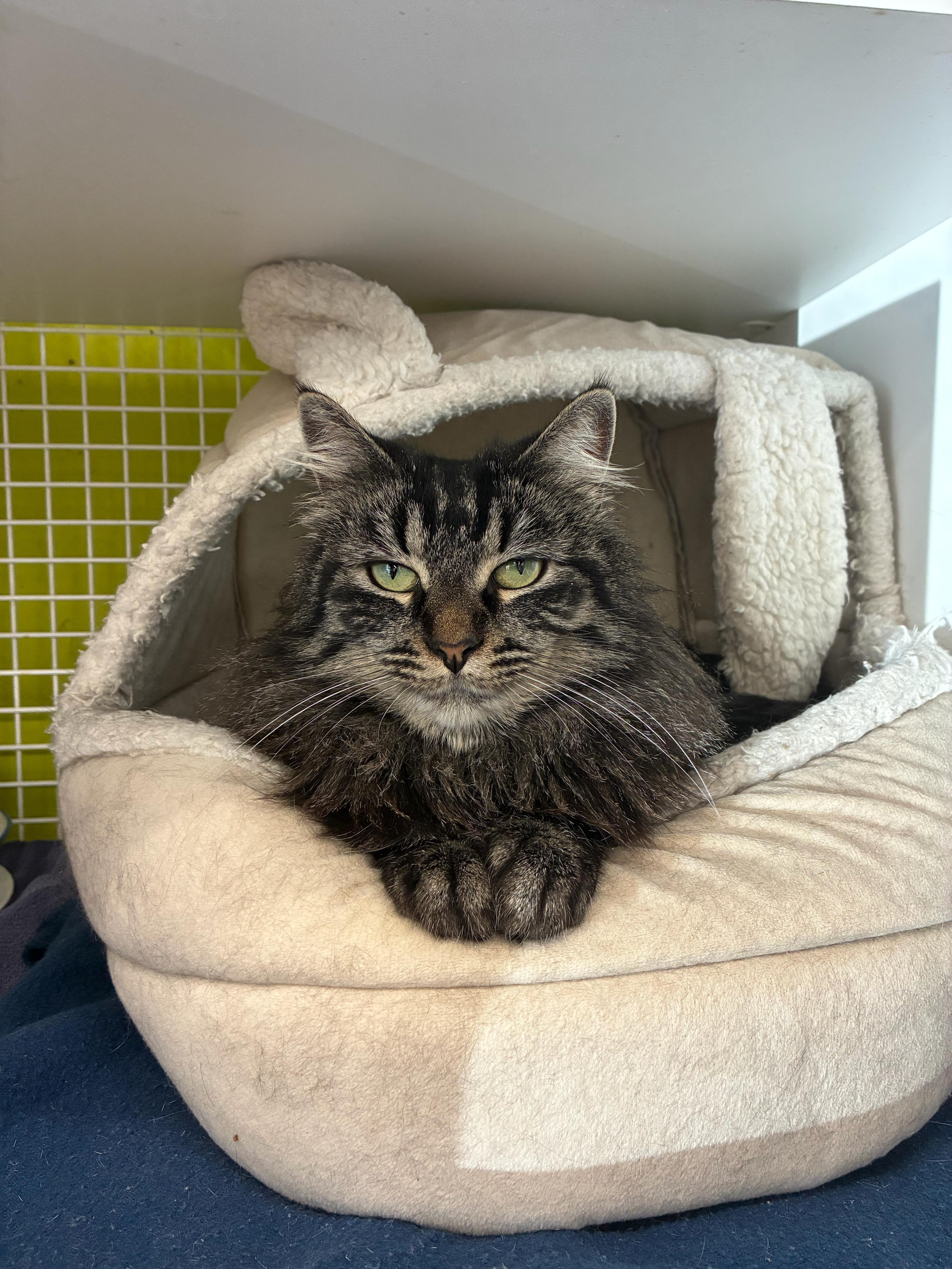 Taylor, adopted, Young Female Maine Coon & Domestic Long Hair.