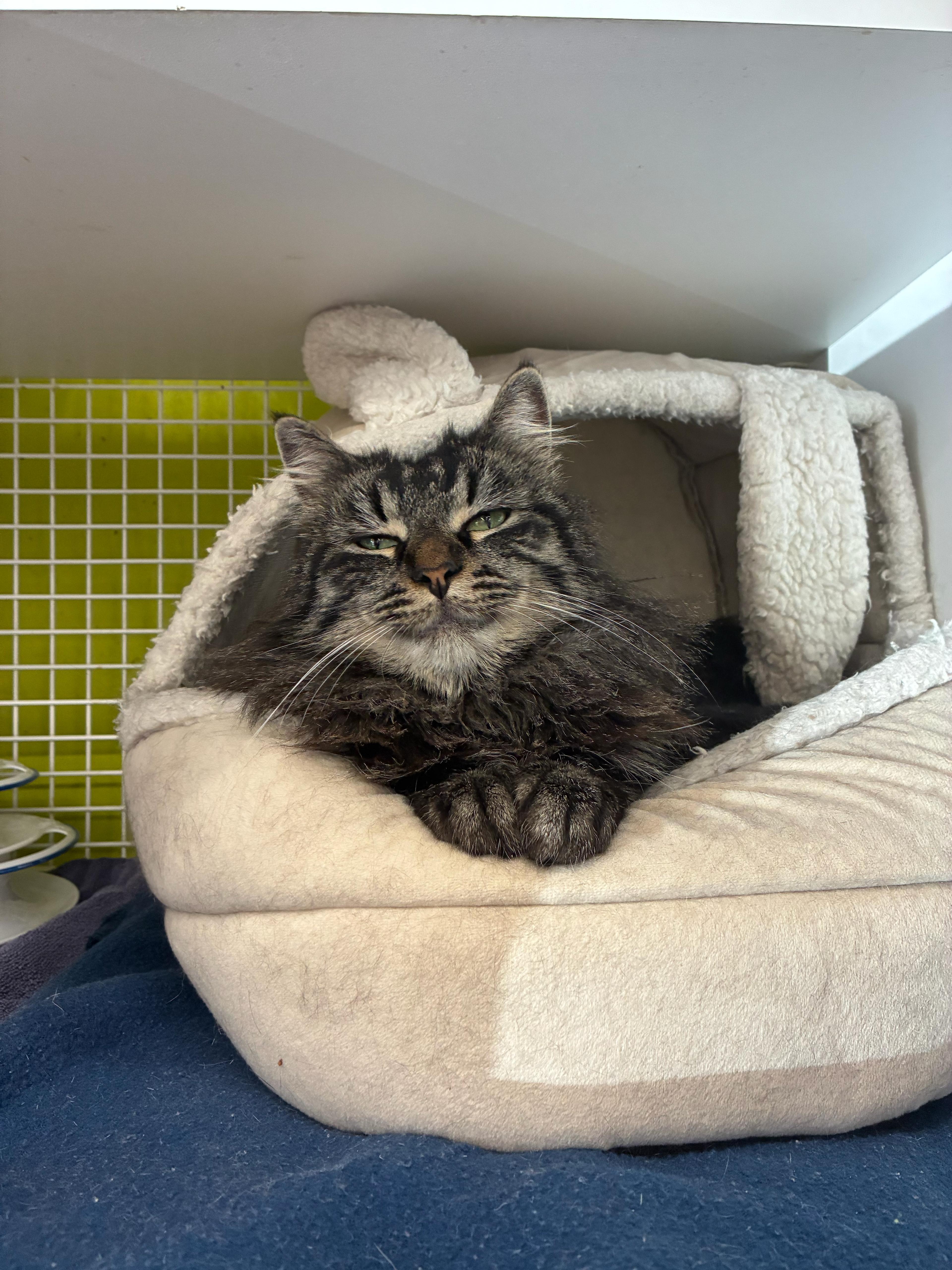 Enlarge Taylor, an adopted mixed breed in Studio City, CA image 2/3