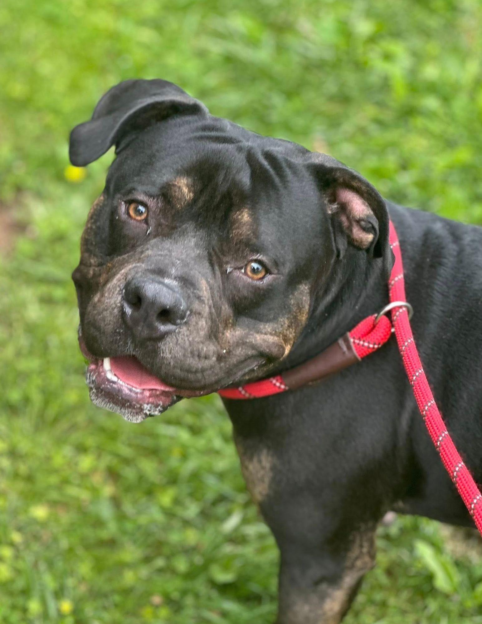 Enlarge Teddy Bear, a ADOPTABLE Pit Bull Terrier in Baldwin, MD image 1/1