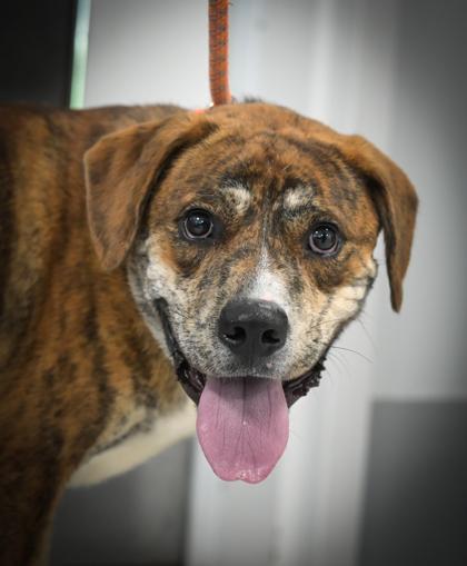 Enlarge Clarence 761-26, a Adoptable mixed breed in Cumming, GA image 1/3
