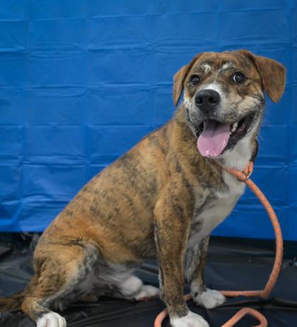 Enlarge Clarence 761-26, a Adoptable mixed breed in Cumming, GA image 2/3