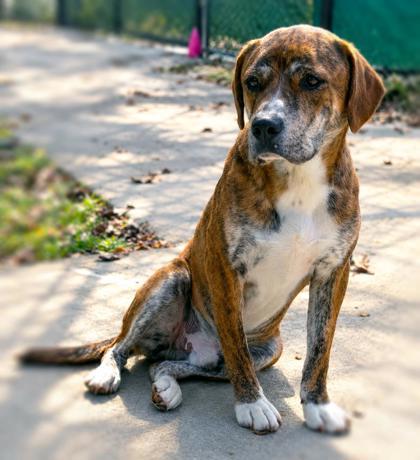 Enlarge Clarence 761-26, a Adoptable mixed breed in Cumming, GA image 3/3