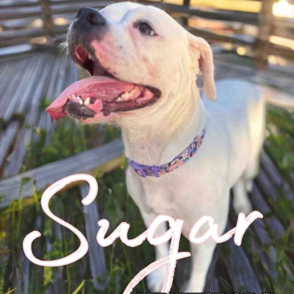 Sugar, Adoptable, Adult Female Boxer & English Bulldog.