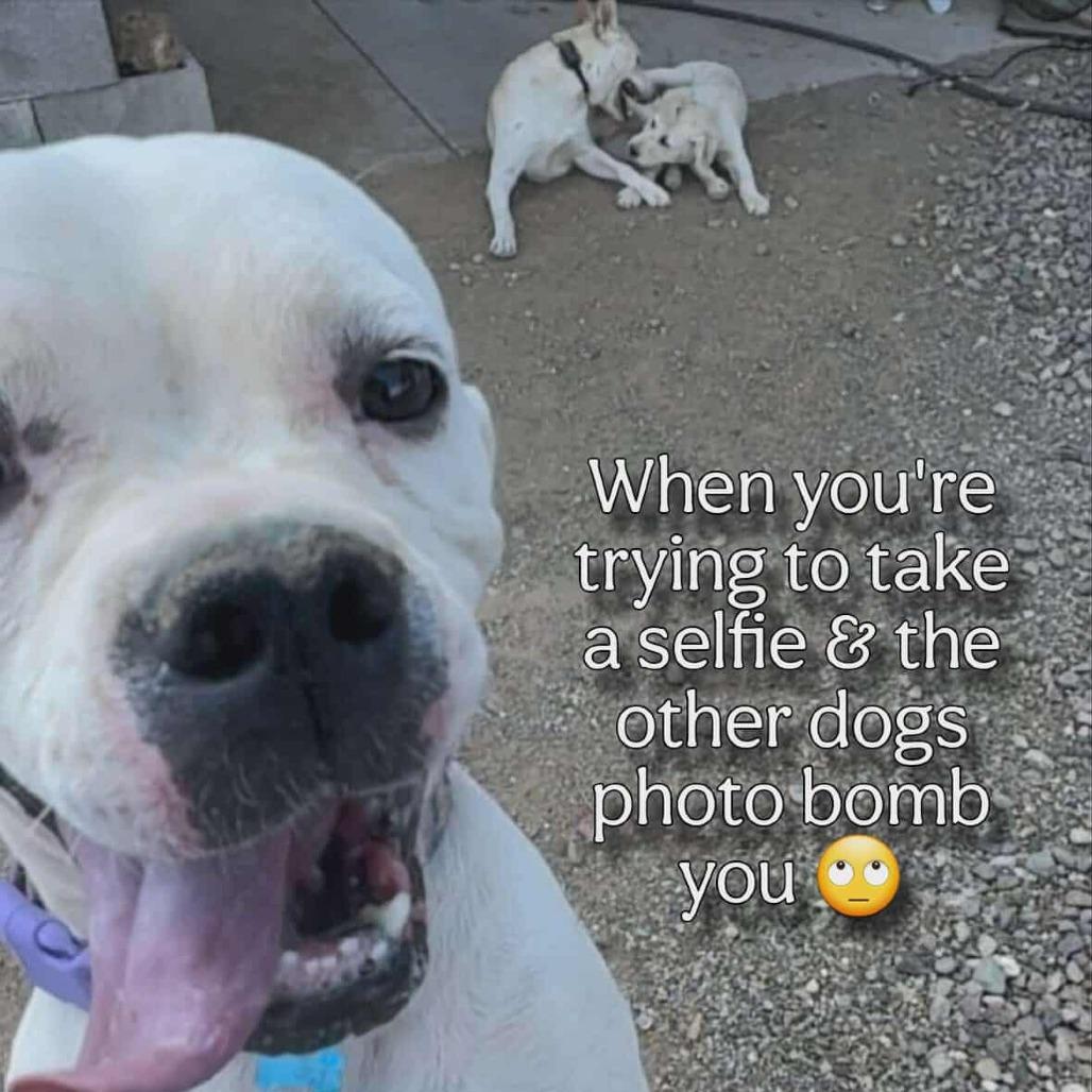 Sugar, a Adoptable mixed breed in Phoenix, AZ image 3/6