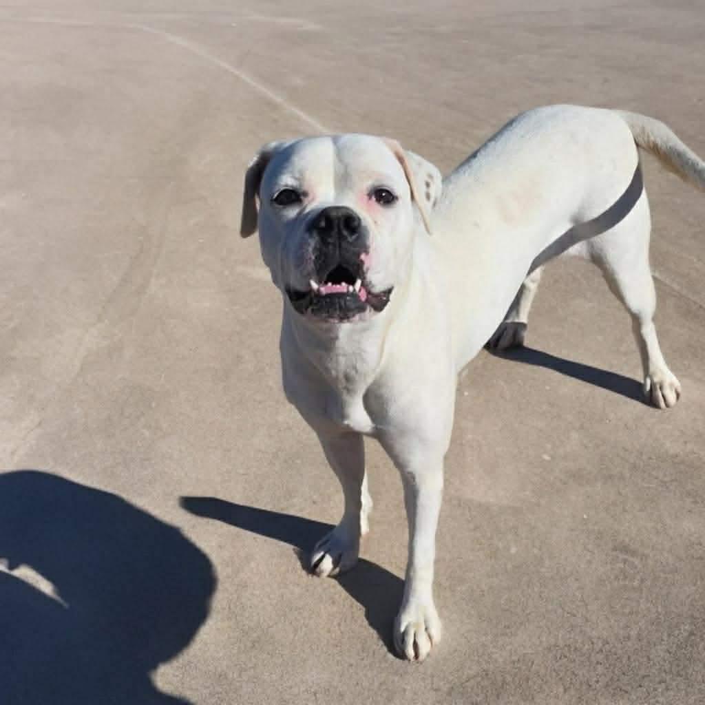 Enlarge Sugar, a Adoptable mixed breed in Phoenix, AZ image 2/5