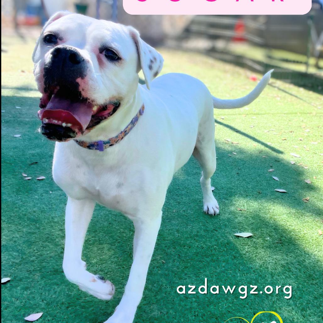 Enlarge Sugar, a Adoptable mixed breed in Phoenix, AZ image 3/6