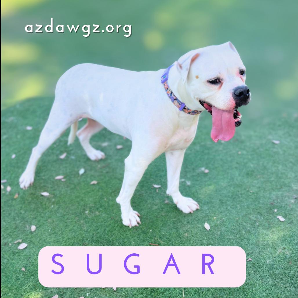 Enlarge Sugar, a Adoptable mixed breed in Phoenix, AZ image 4/6