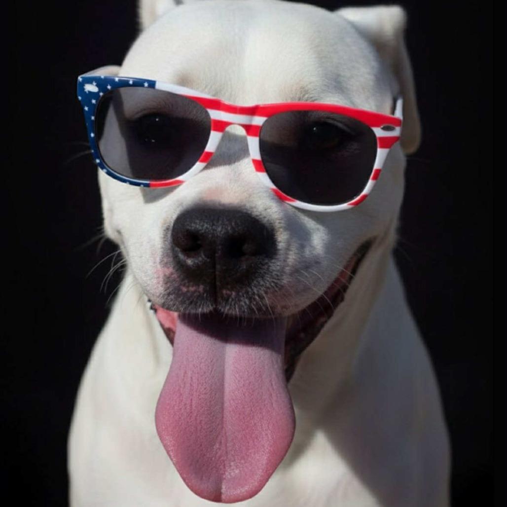 Enlarge Sugar, a Adoptable mixed breed in Phoenix, AZ image 5/6