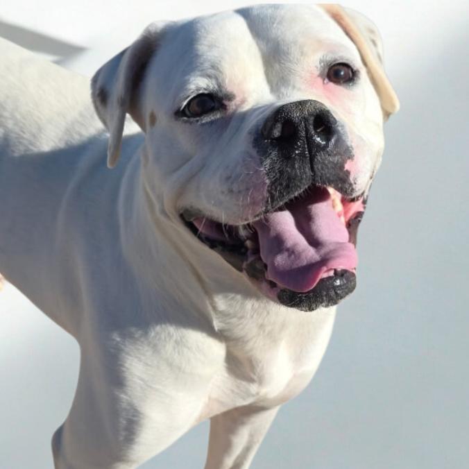 Enlarge Sugar, a Adoptable mixed breed in Phoenix, AZ image 4/5