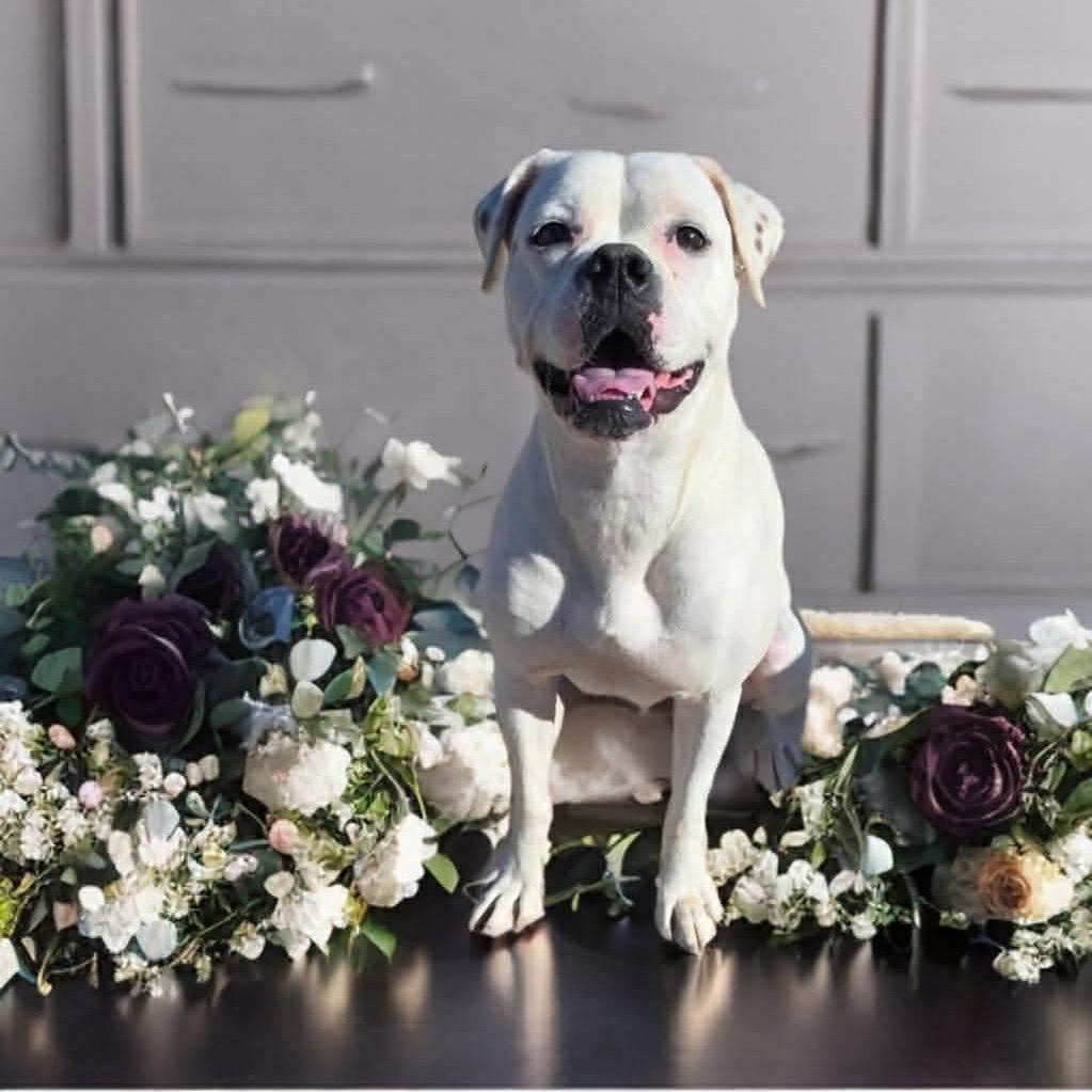 Enlarge Sugar, a Adoptable mixed breed in Phoenix, AZ image 5/5