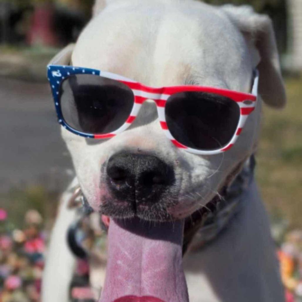 Enlarge Sugar, a Adoptable mixed breed in Phoenix, AZ image 6/6