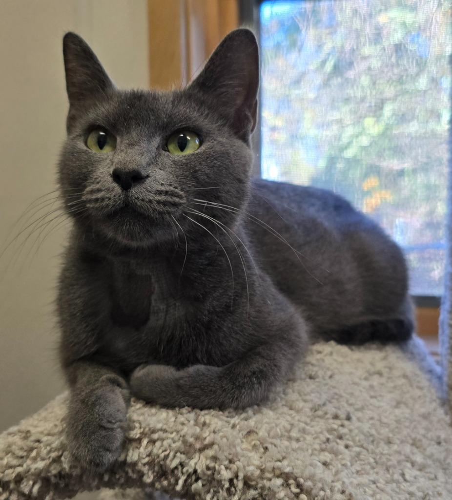 India, Adoptable, Adult Female Domestic Short Hair.