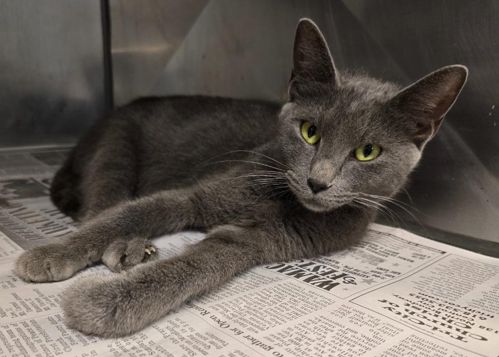 Enlarge India, a Adoptable mixed breed in Murphysboro, IL image 2/5