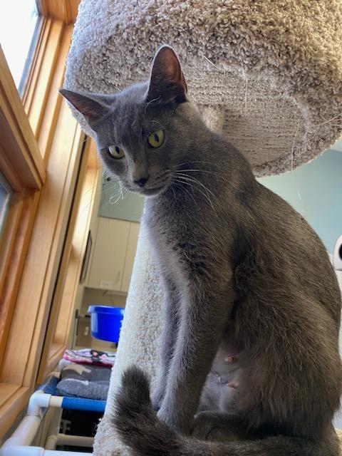 Enlarge India, a Adoptable mixed breed in Murphysboro, IL image 3/5