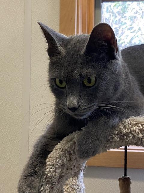 Enlarge India, a Adoptable mixed breed in Murphysboro, IL image 4/5