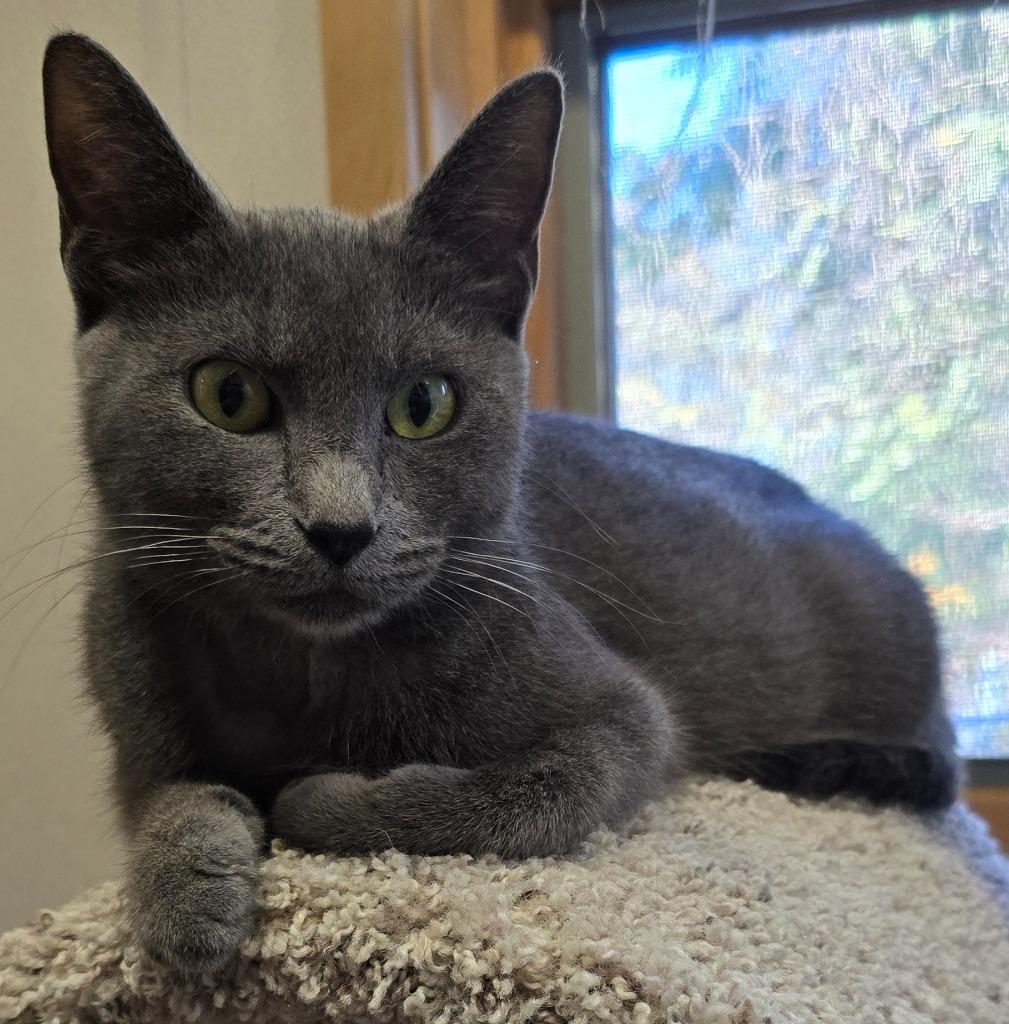 Enlarge India, a Adoptable mixed breed in Murphysboro, IL image 5/5