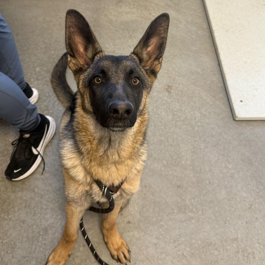 Enlarge Kyla, a Adoptable German Shepherd Dog in Rifle, CO image 1/1