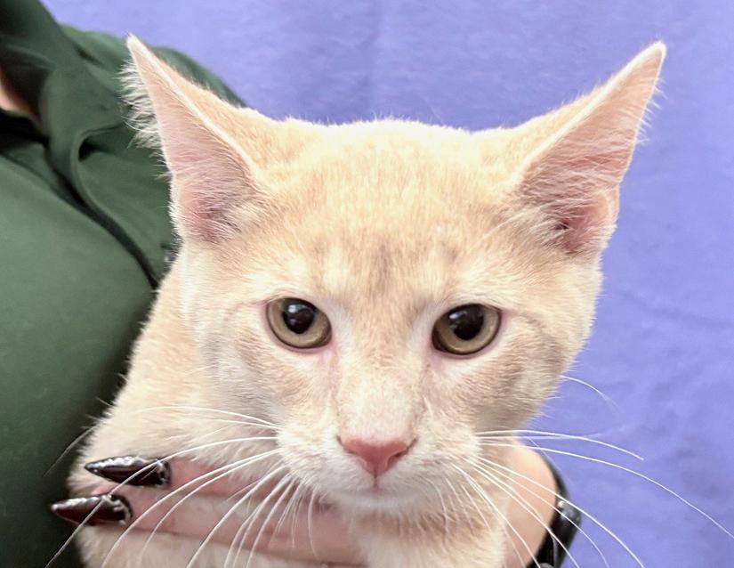 Ferb, adoptable, Young Male Domestic Short Hair.
