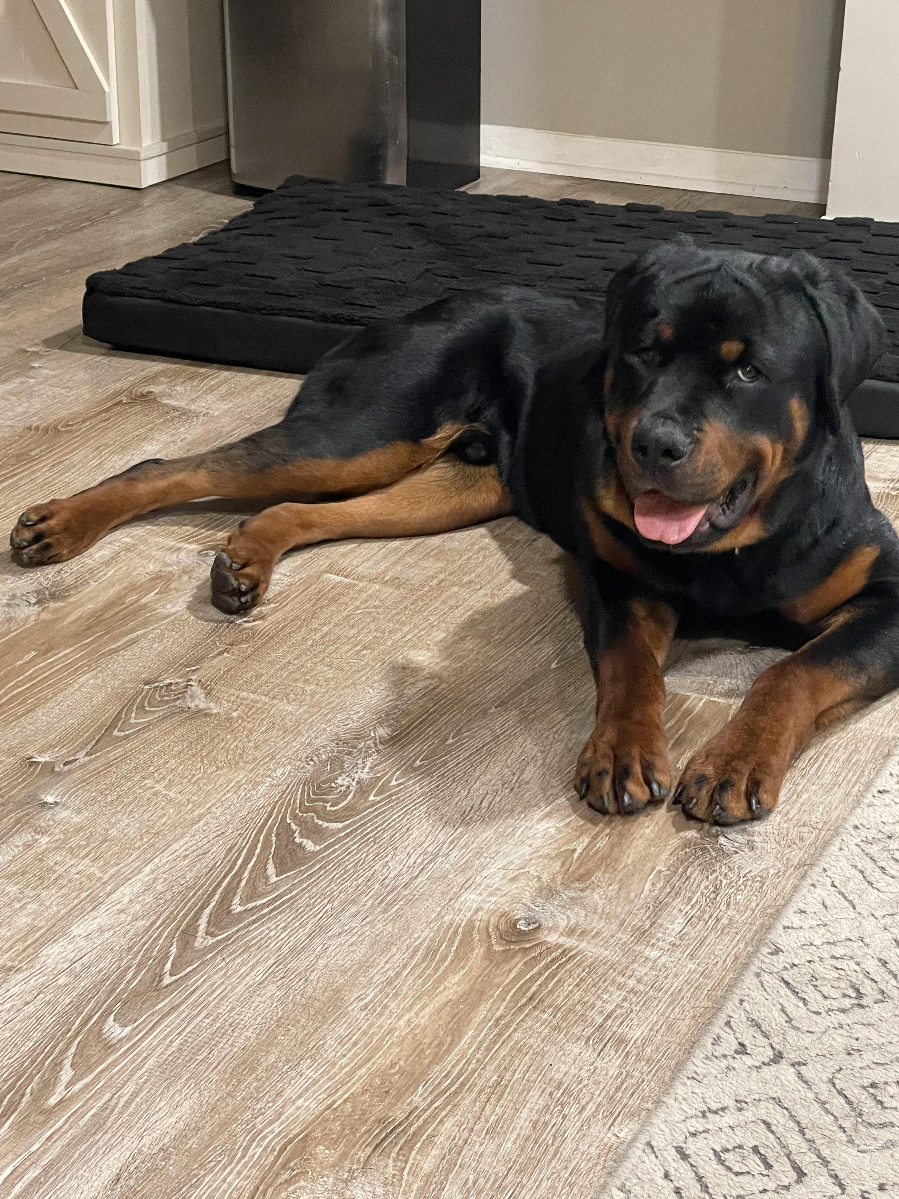 Enlarge Sir, a Adopted Rottweiler in Cuddebackville, NY image 1/2