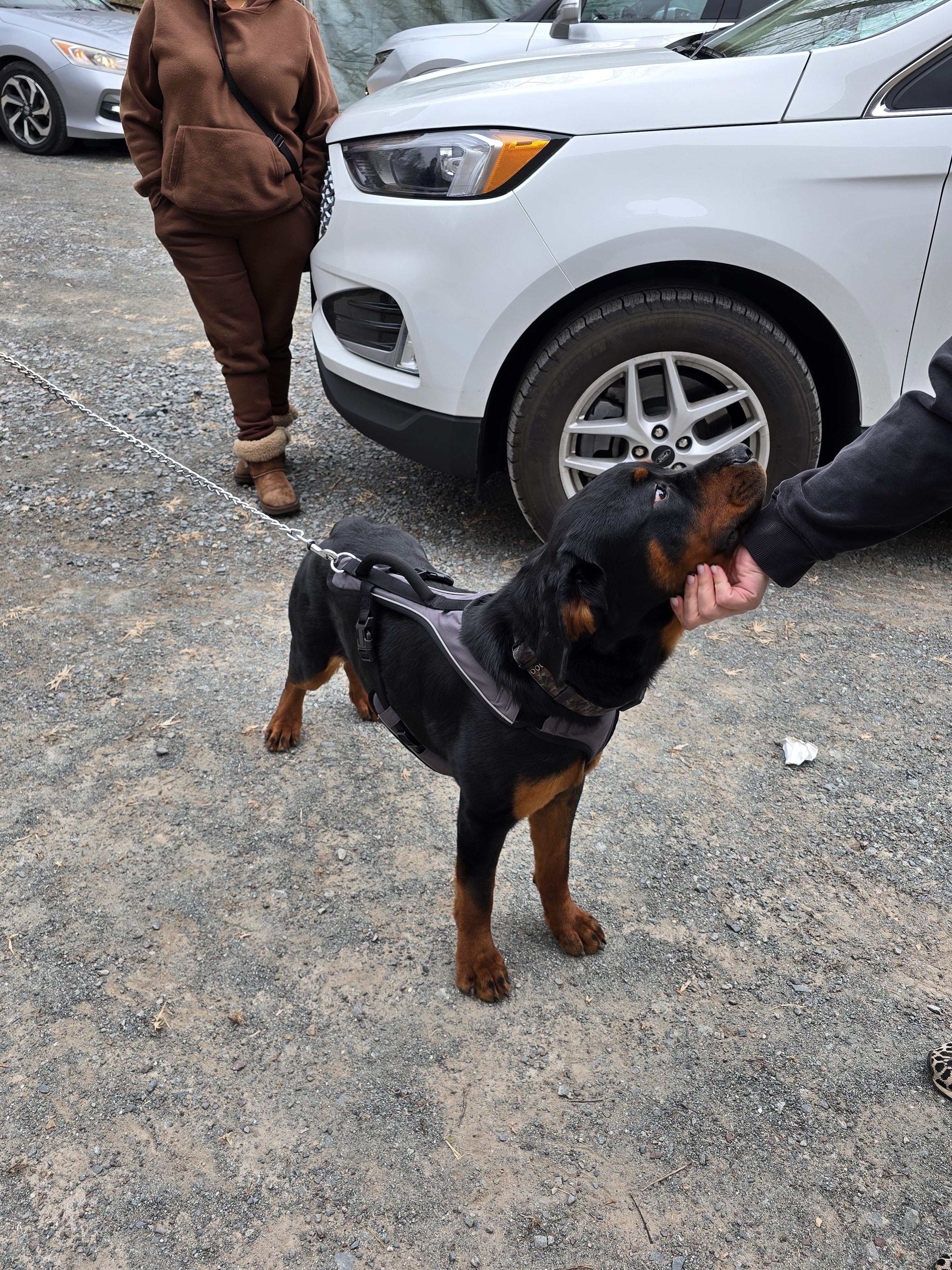 Enlarge Sir, a Adopted Rottweiler in Cuddebackville, NY image 2/2