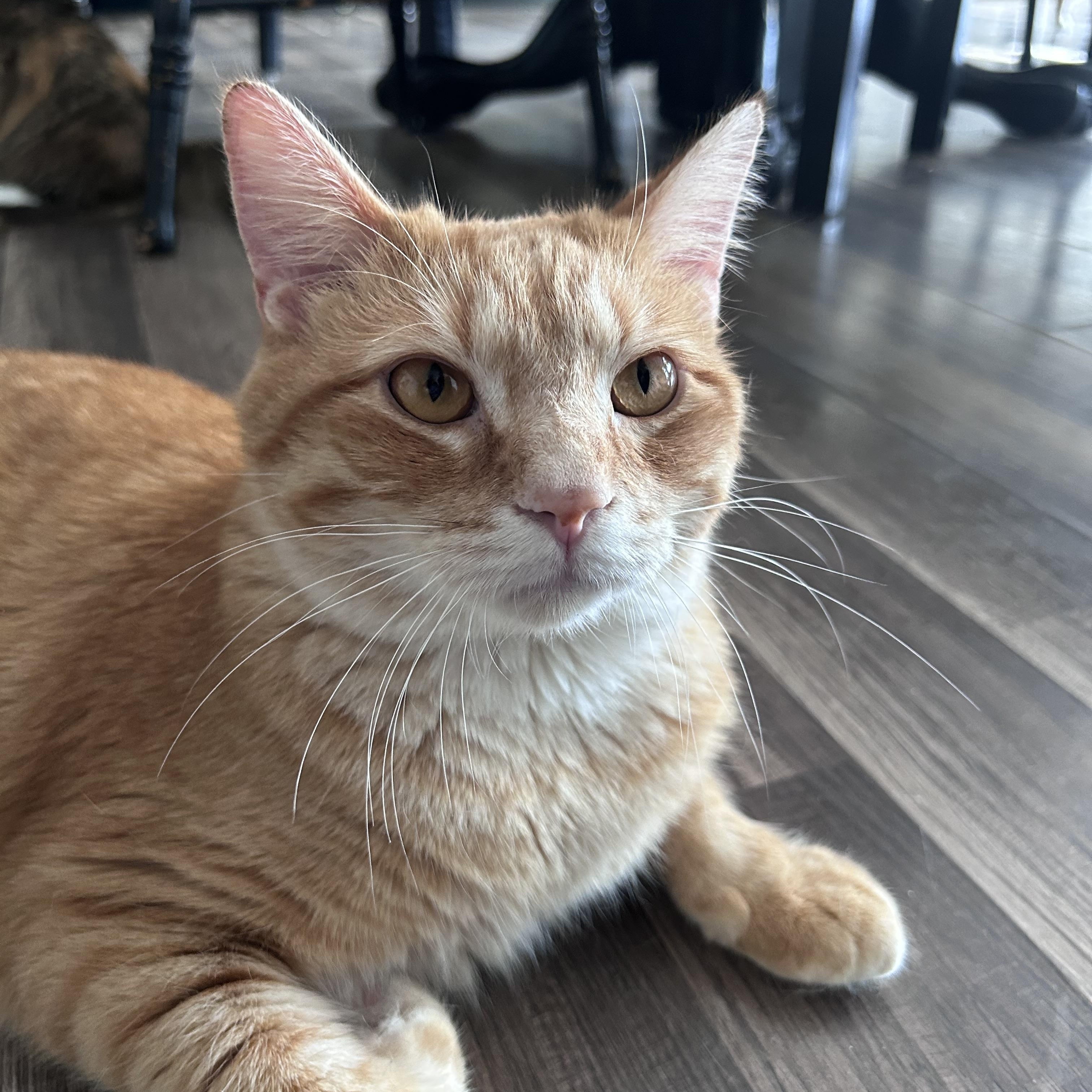 Enlarge Garfield - CHOW HOUND - ADOPTION PENDING, an adopted Tabby in Grand Rapids, MI image 5/6
