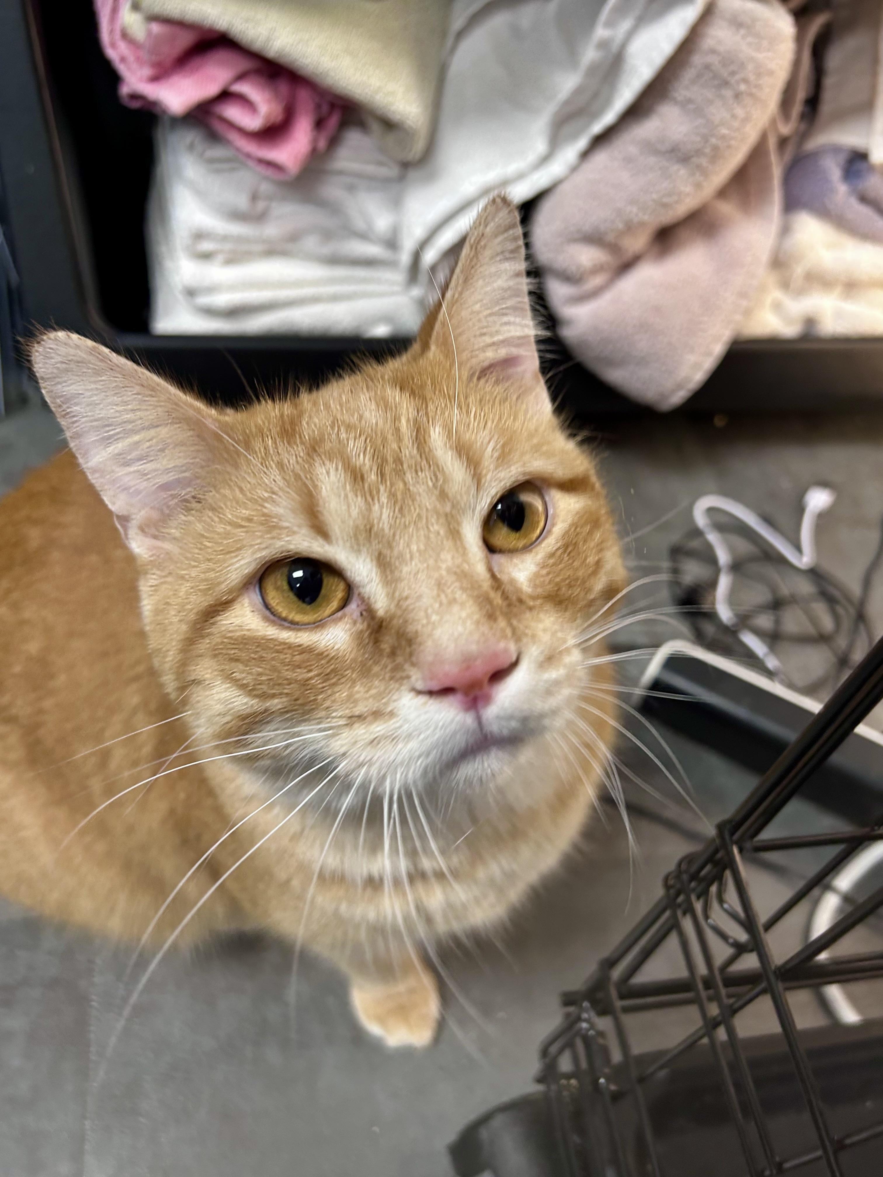 Enlarge Garfield - CHOW HOUND - ADOPTION PENDING, an adopted Tabby in Grand Rapids, MI image 2/6