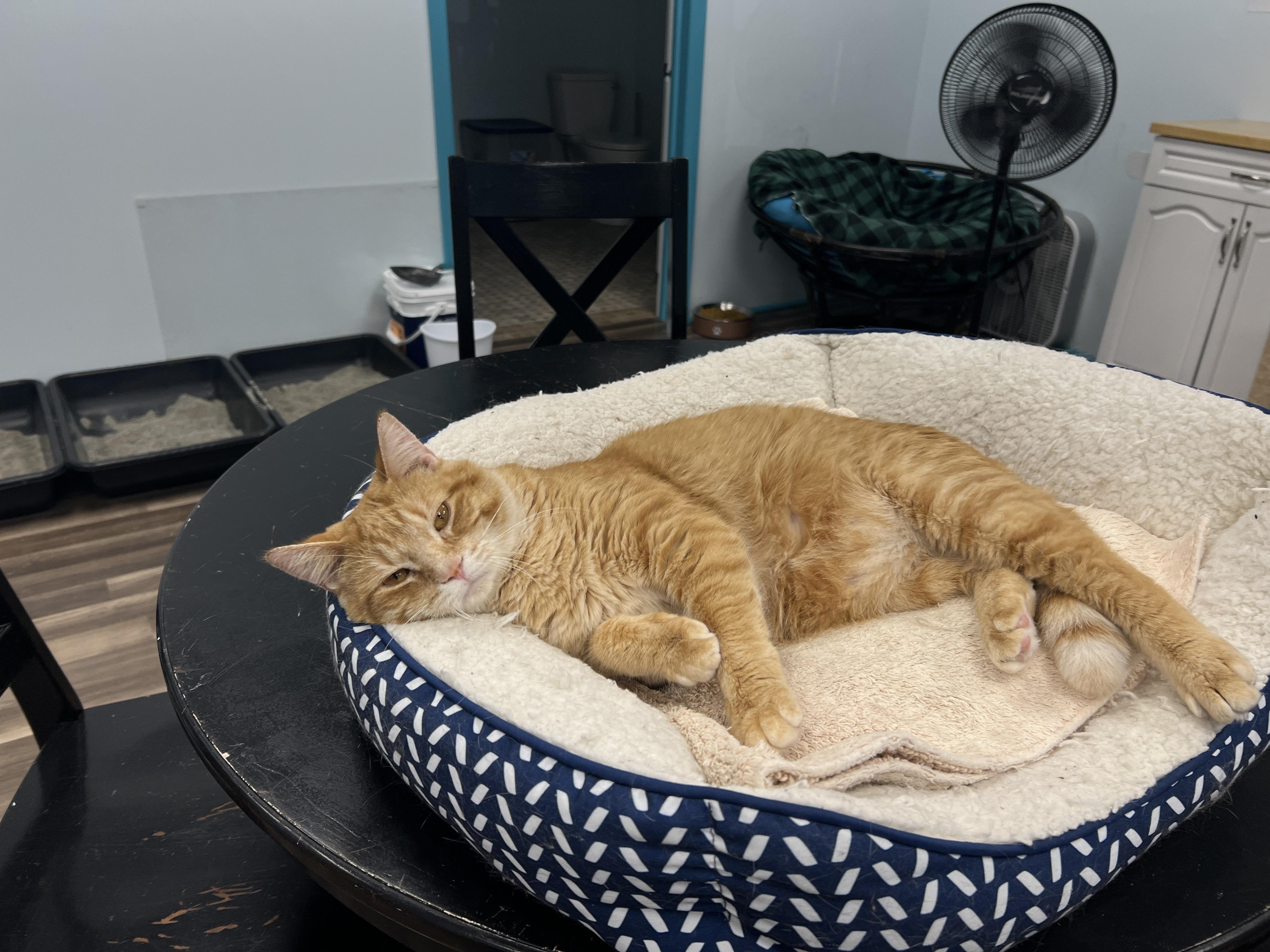 Enlarge Garfield - CHOW HOUND - ADOPTION PENDING, an adopted Tabby in Grand Rapids, MI image 3/6