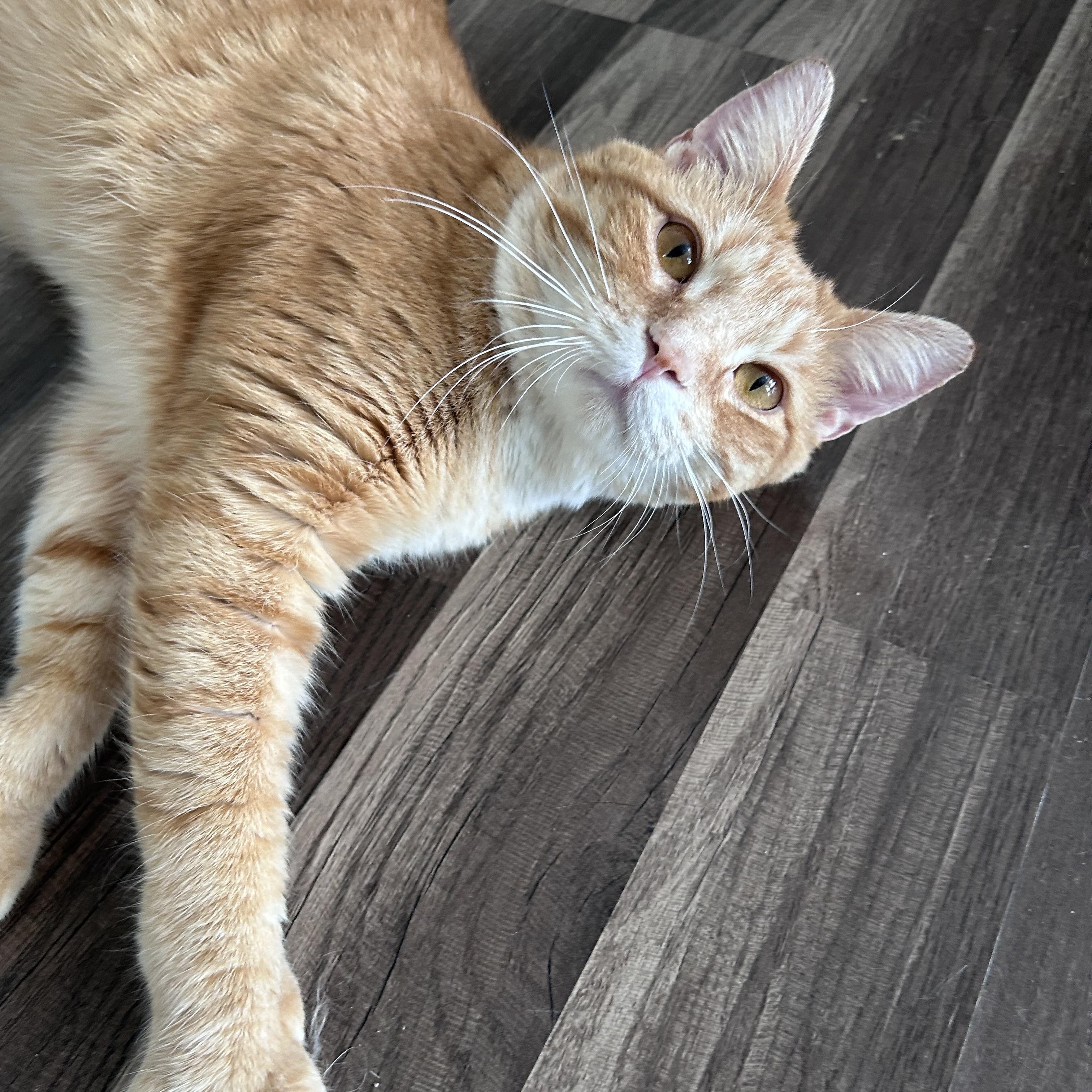 Enlarge Garfield - CHOW HOUND - ADOPTION PENDING, an adopted Tabby in Grand Rapids, MI image 6/6