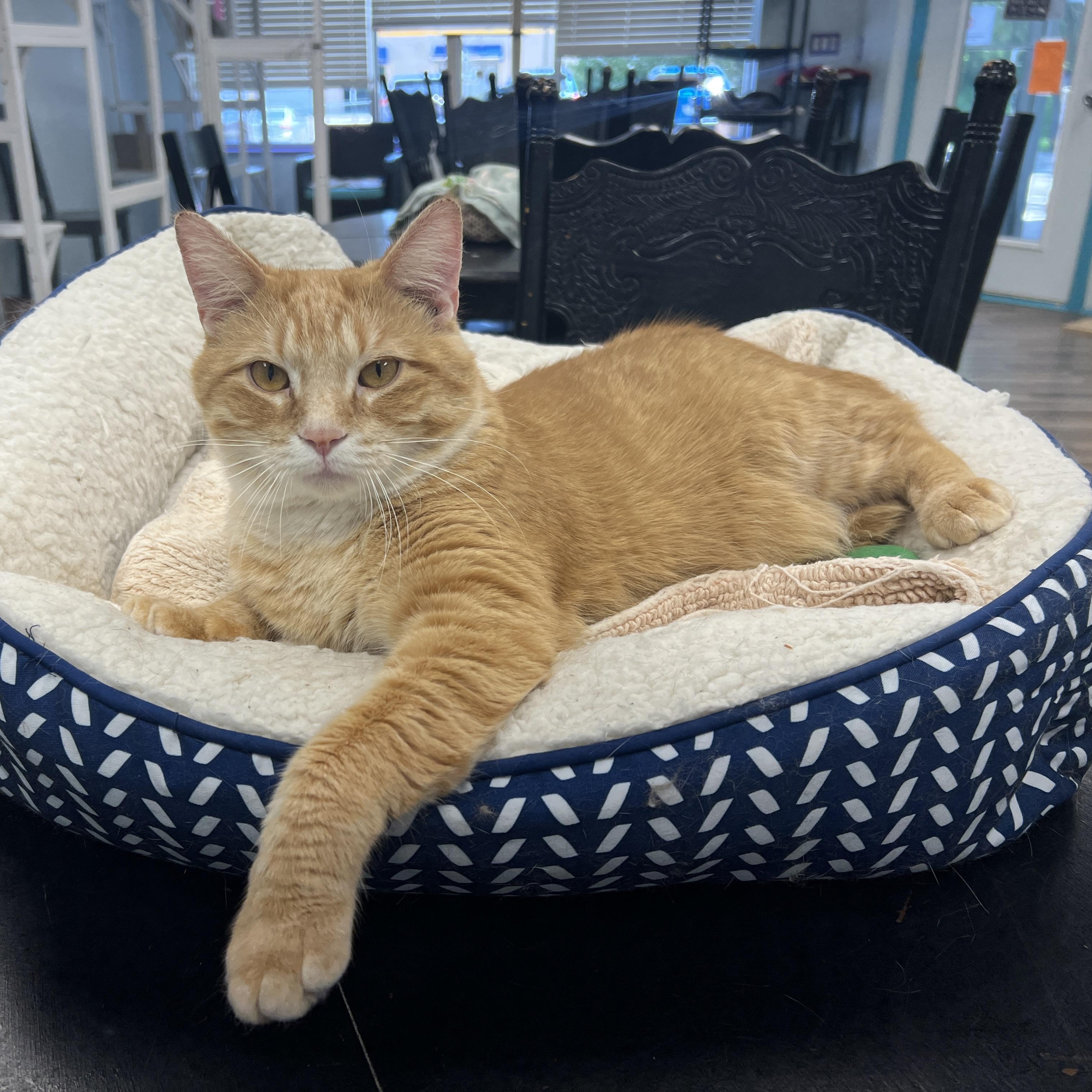 Garfield - CHOW HOUND - ADOPTION PENDING, adopted, Young Male Tabby.