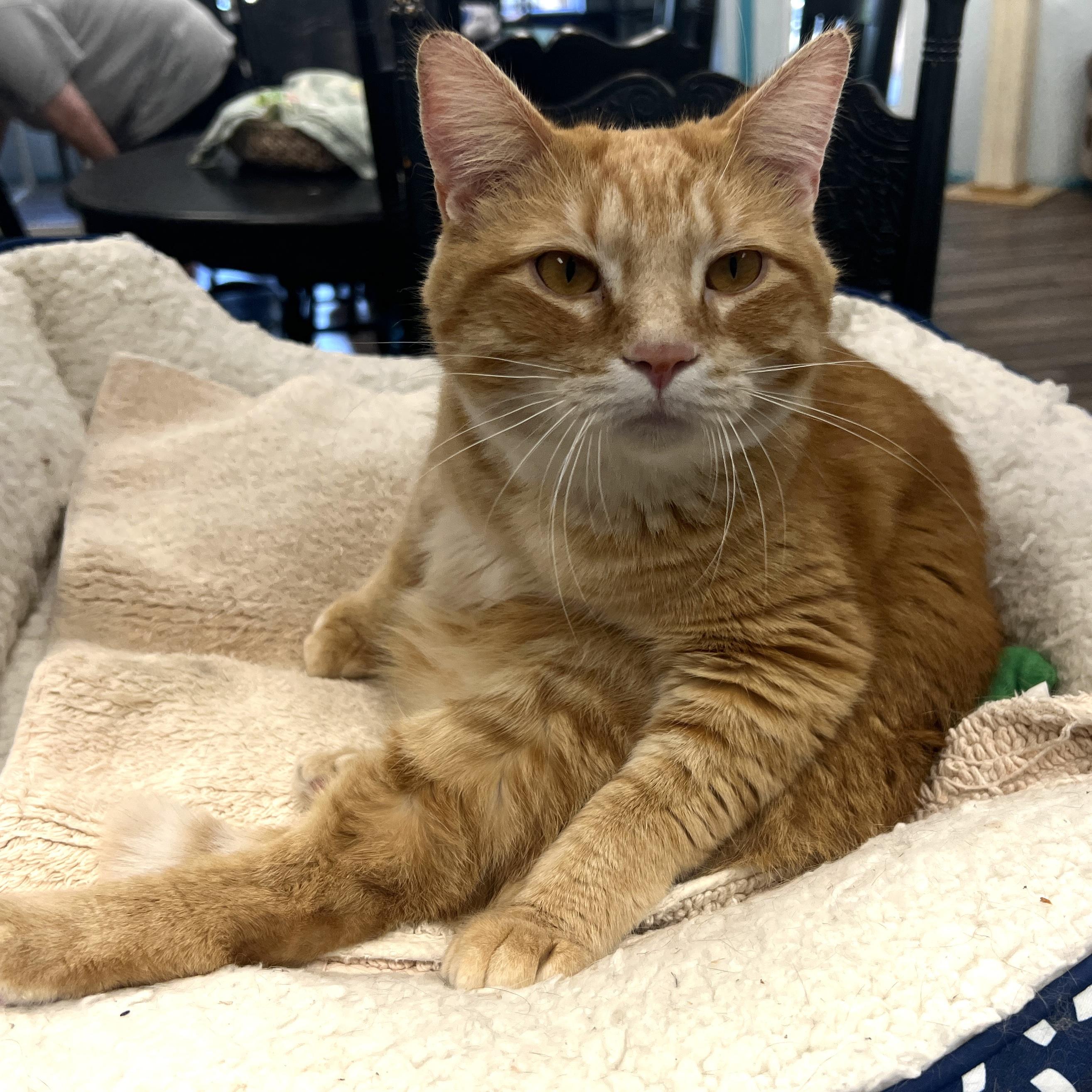 Enlarge Garfield - CHOW HOUND - ADOPTION PENDING, an adopted Tabby in Grand Rapids, MI image 4/6