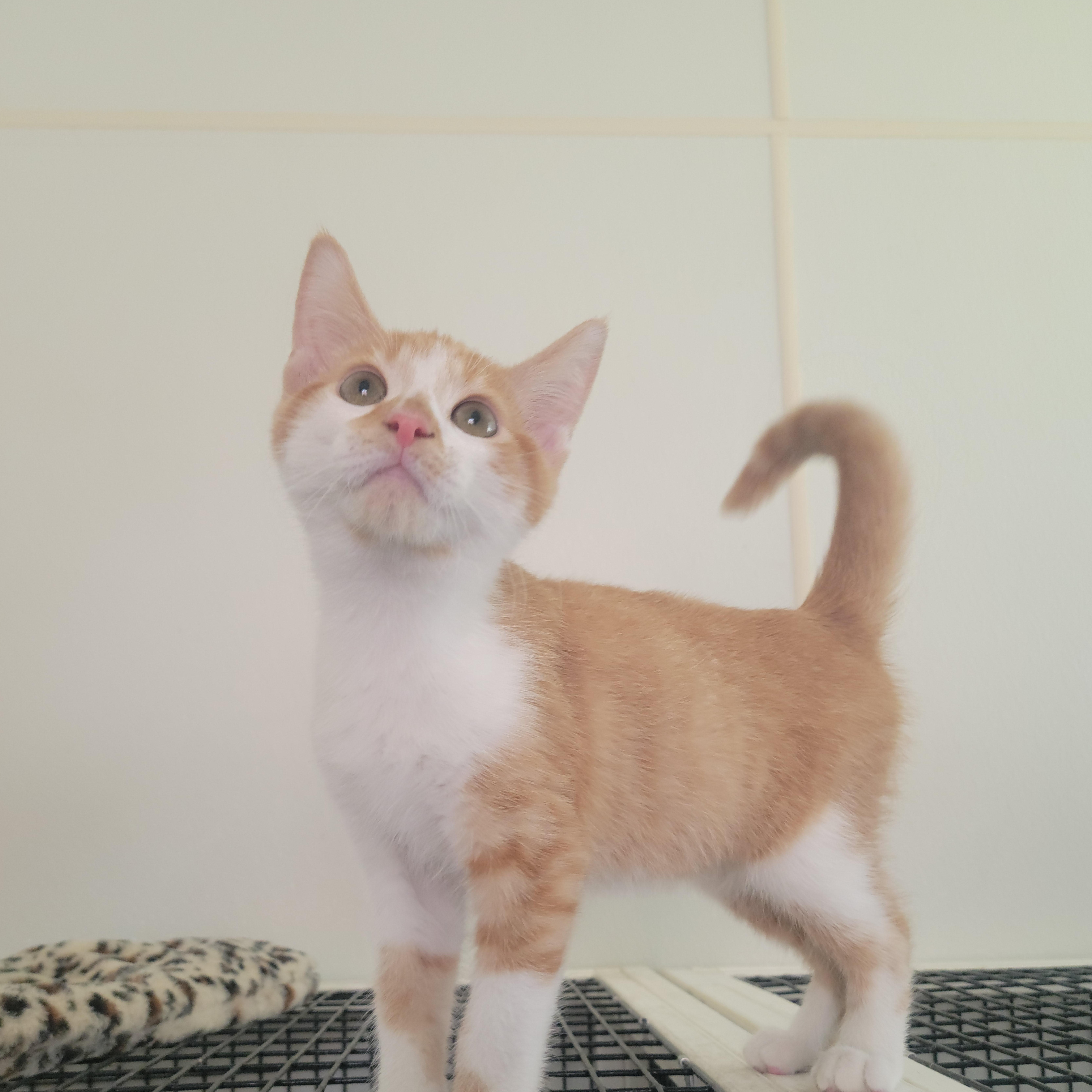 Edgar, adopted, Young Male American Shorthair.