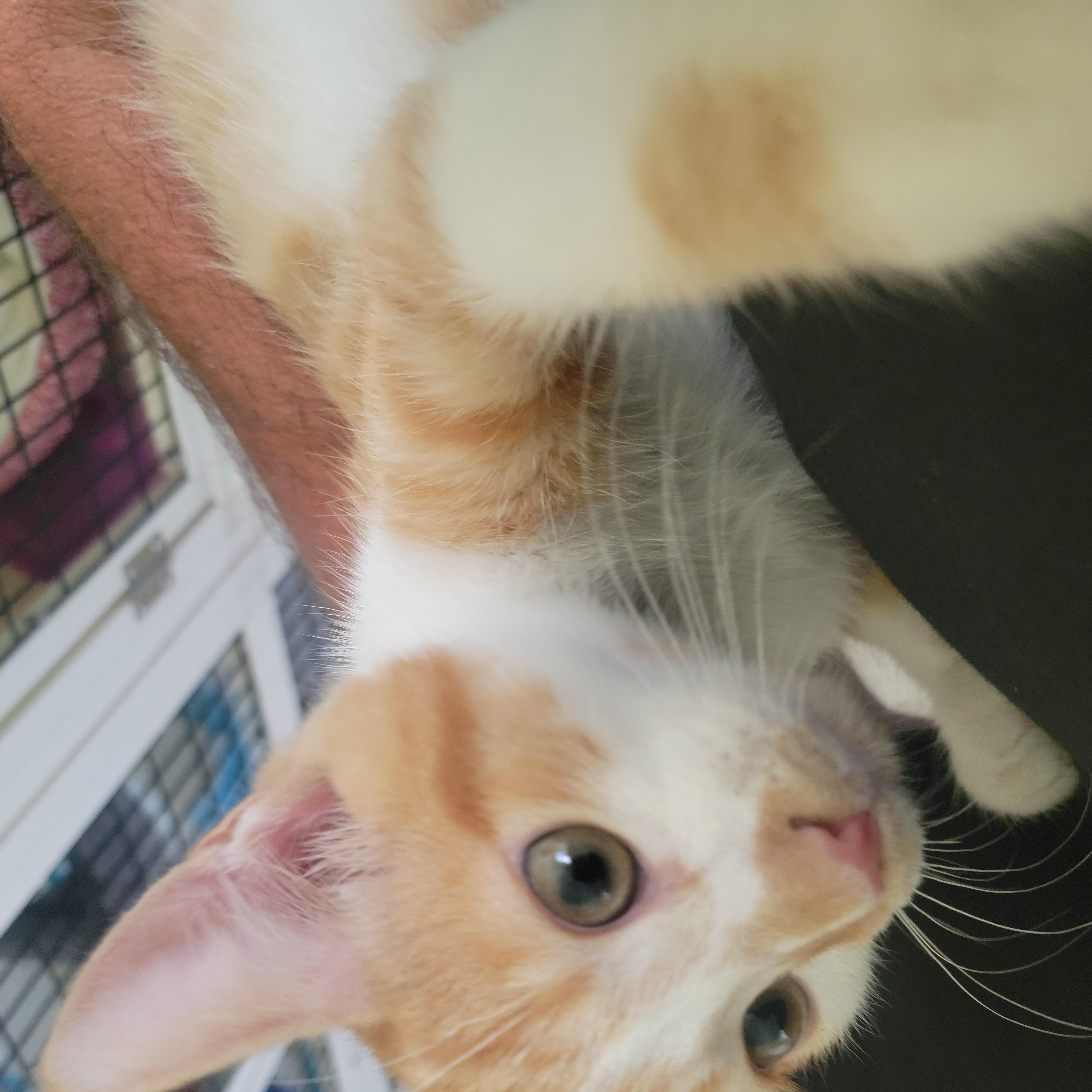 Edgar, a ADOPTABLE American Shorthair in Tappahannock, VA image 2/2