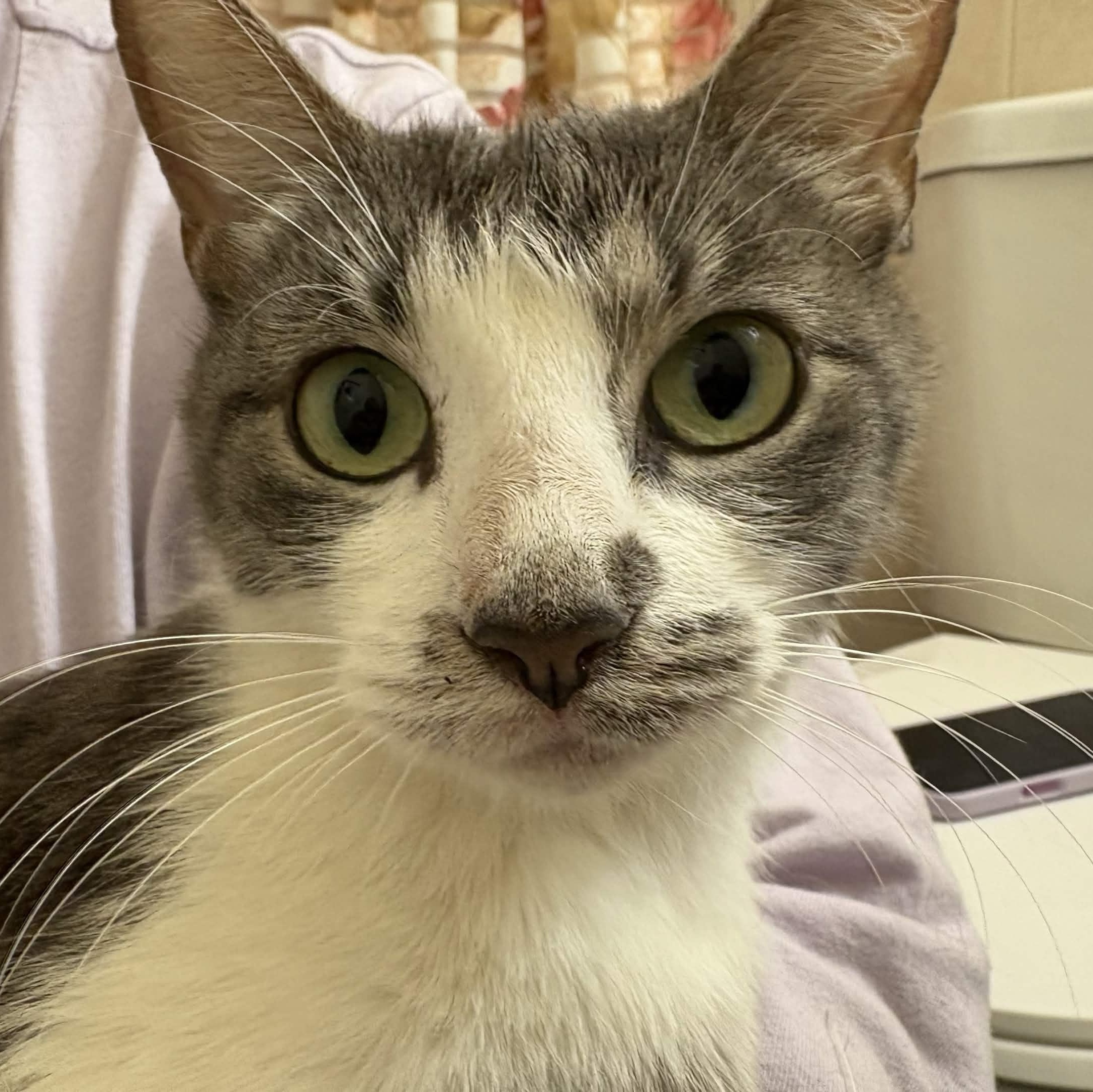 Khajul, ADOPTABLE, Young Female Domestic Short Hair.