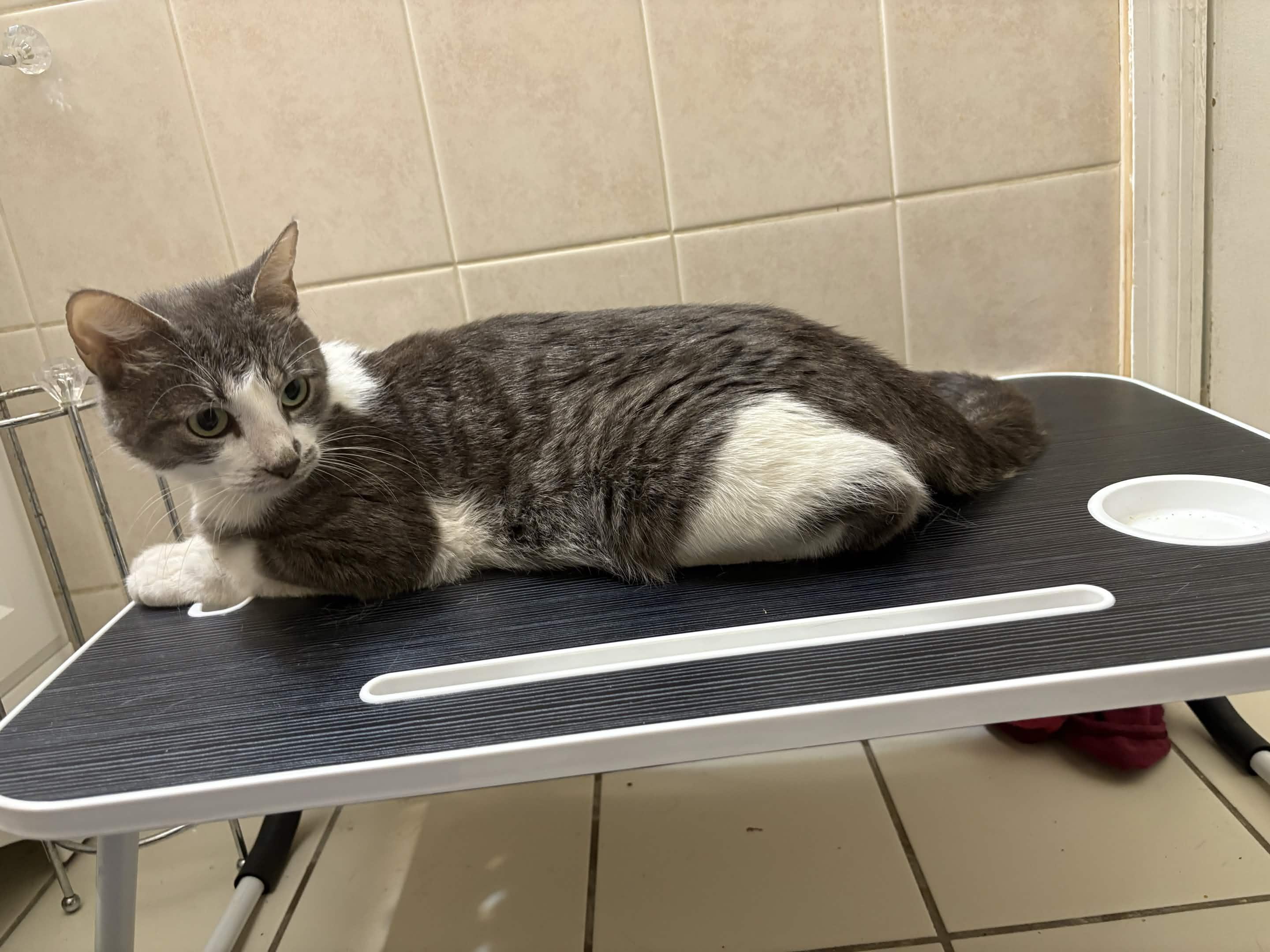 Khajul, a ADOPTABLE Domestic Short Hair in Weehawken, NJ image 2/5