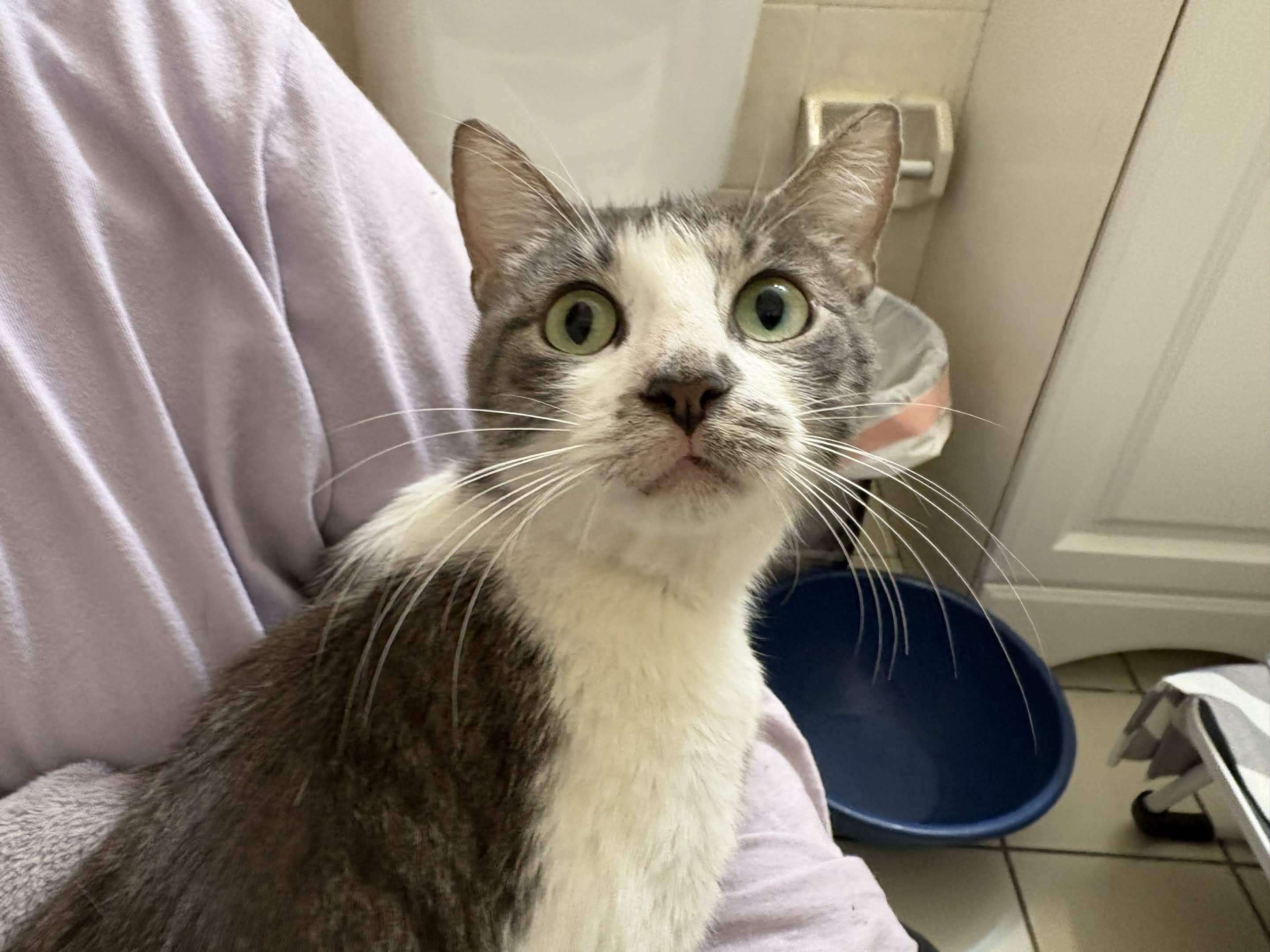 Khajul, a ADOPTABLE Domestic Short Hair in Weehawken, NJ image 3/5