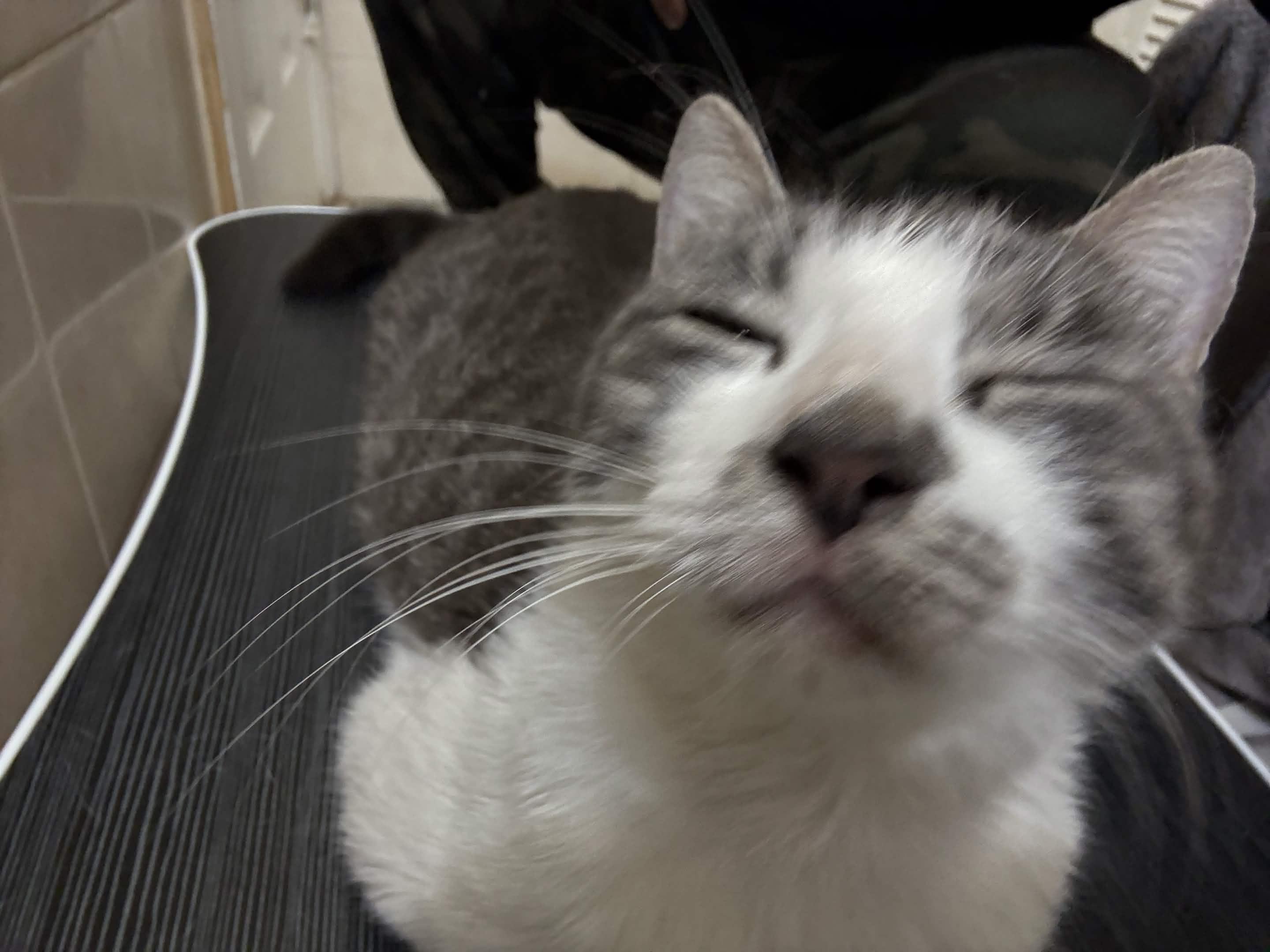 Khajul, a ADOPTABLE Domestic Short Hair in Weehawken, NJ image 5/5
