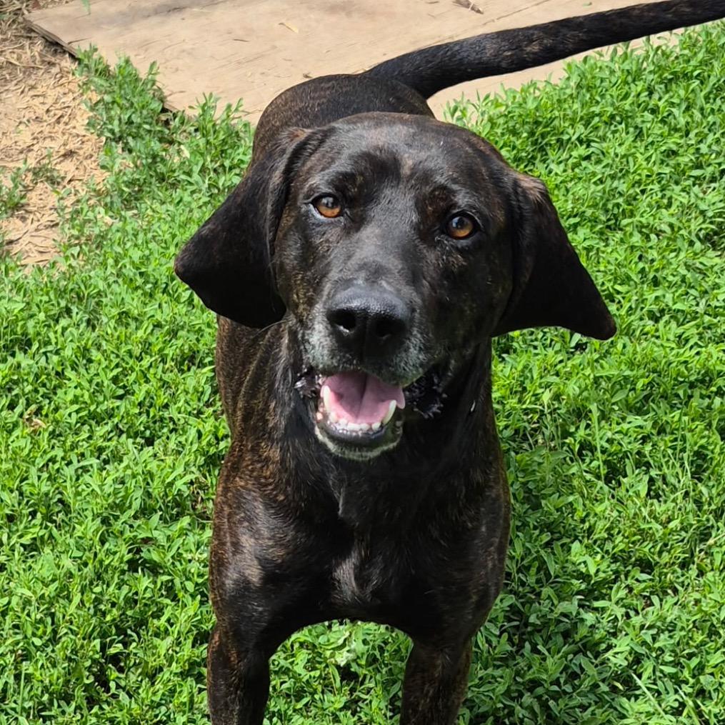 Enlarge Louise, a Adoptable Plott Hound in Milford, IA image 1/6