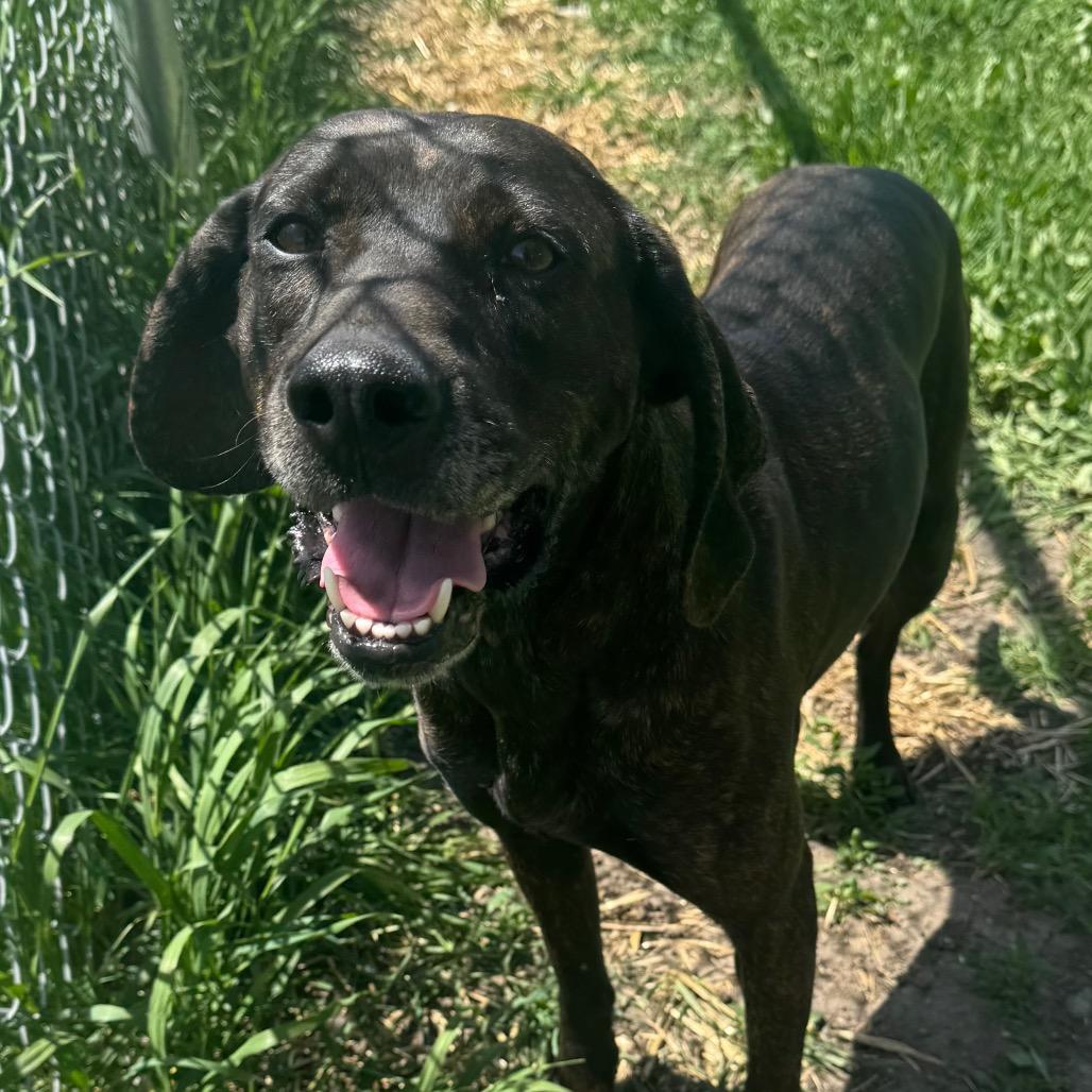 Enlarge Louise, a Adoptable Plott Hound in Milford, IA image 2/6