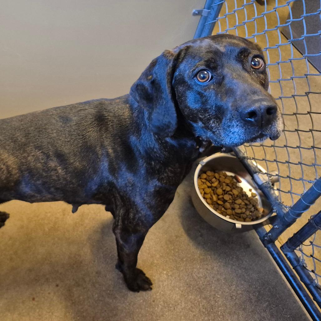Enlarge Louise, a Adoptable Plott Hound in Milford, IA image 3/6