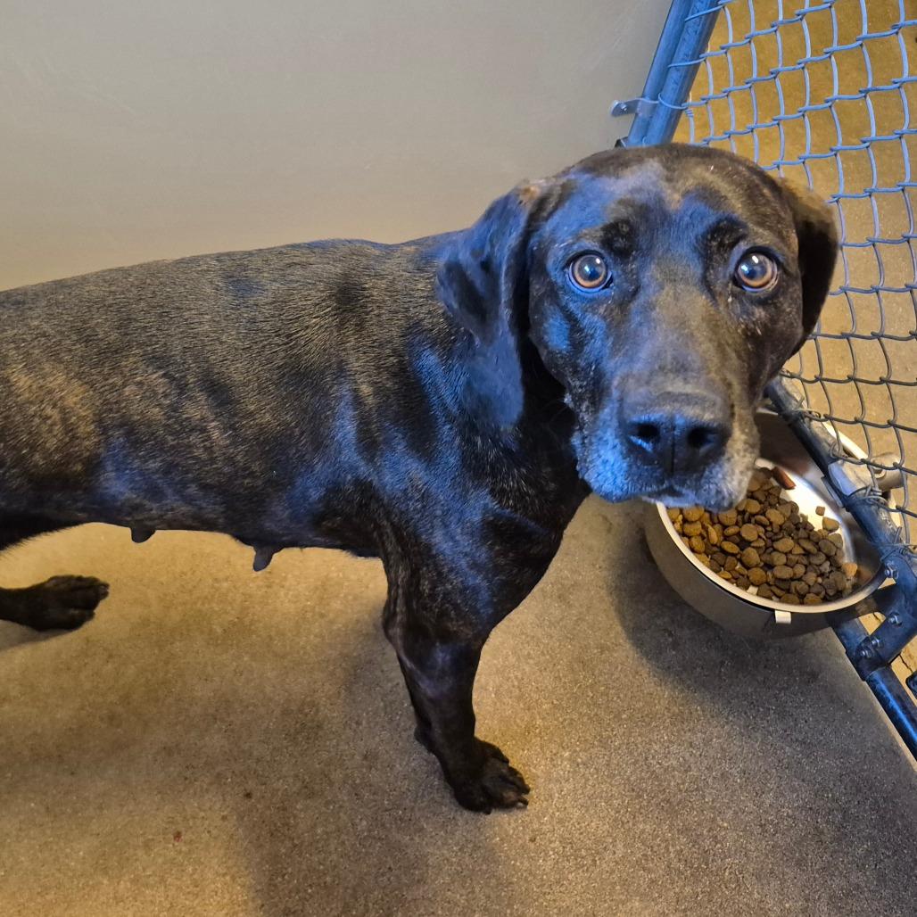 Enlarge Louise, a Adoptable Plott Hound in Milford, IA image 4/6