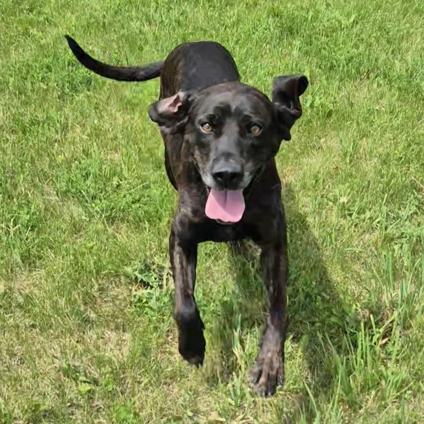 Enlarge Louise, a Adoptable Plott Hound in Milford, IA image 5/6