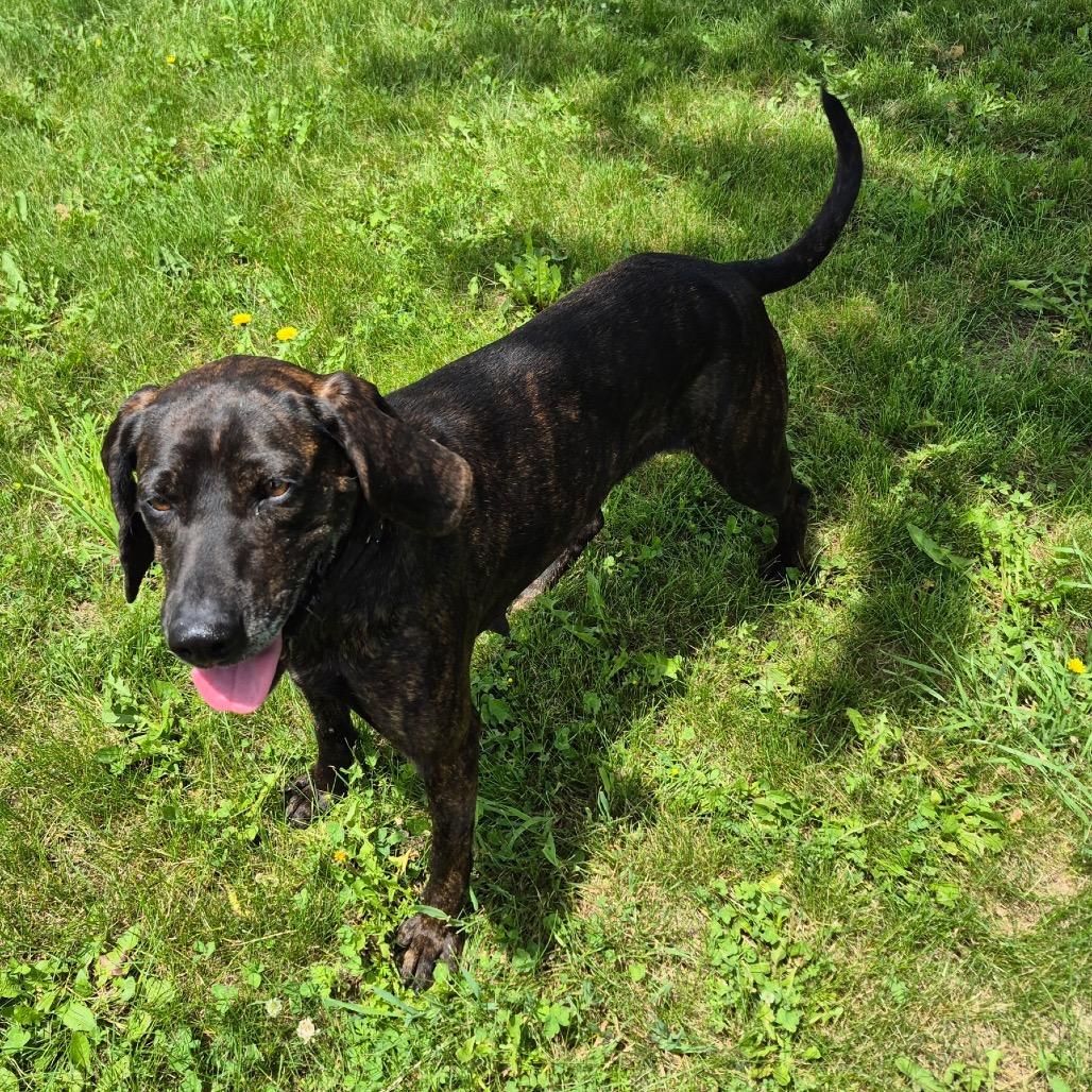 Enlarge Louise, a Adoptable Plott Hound in Milford, IA image 6/6