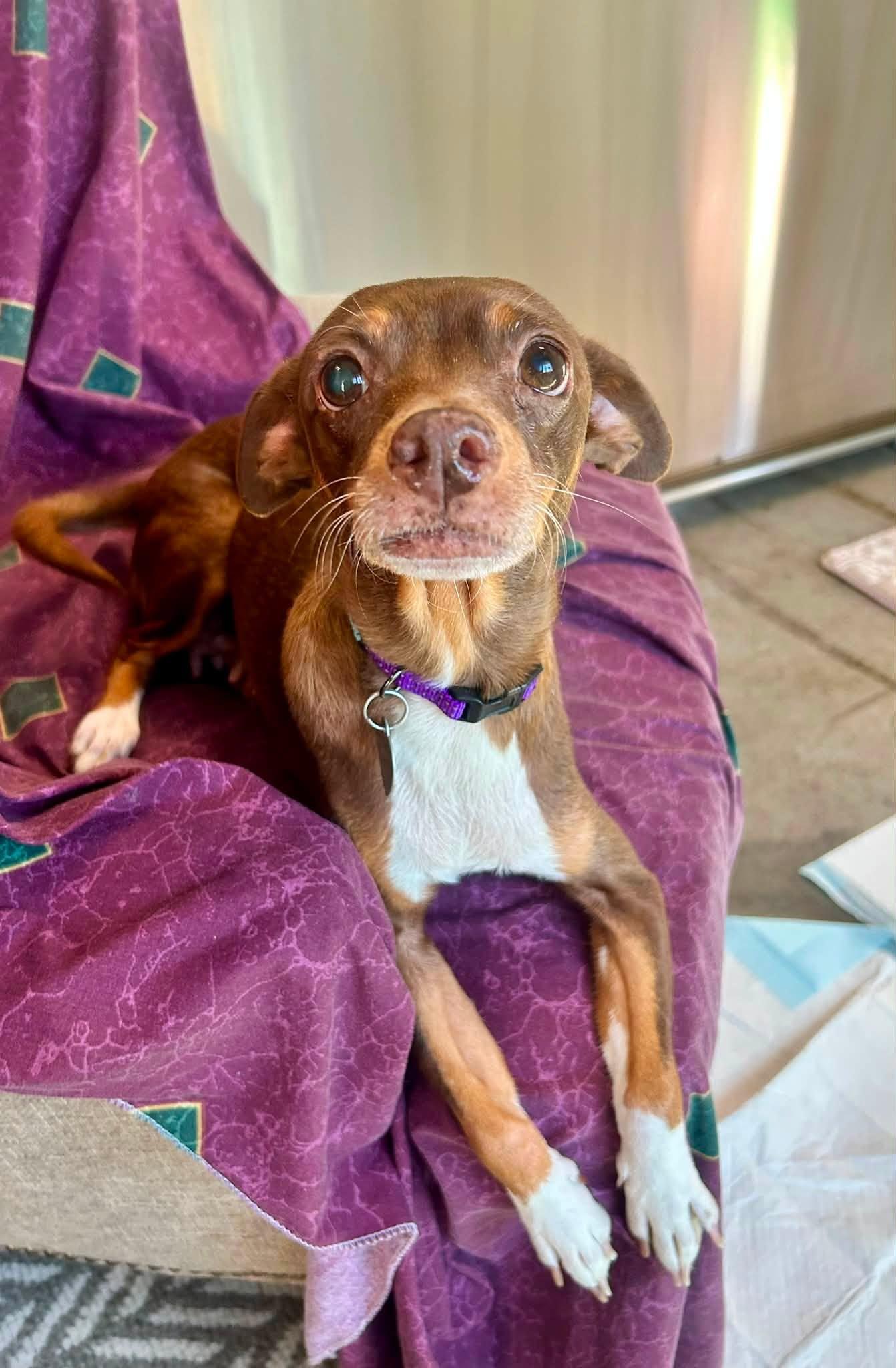Mocha, Adopted, Senior Female Miniature Pinscher & Chihuahua.