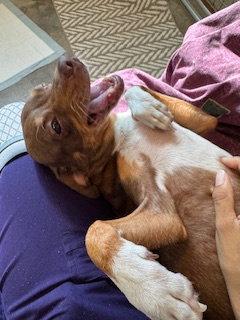 Enlarge Mocha, a Adopted mixed breed in Scottsdale, AZ image 4/4