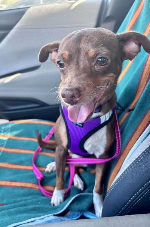 Enlarge Mocha, a Adopted mixed breed in Scottsdale, AZ image 3/4