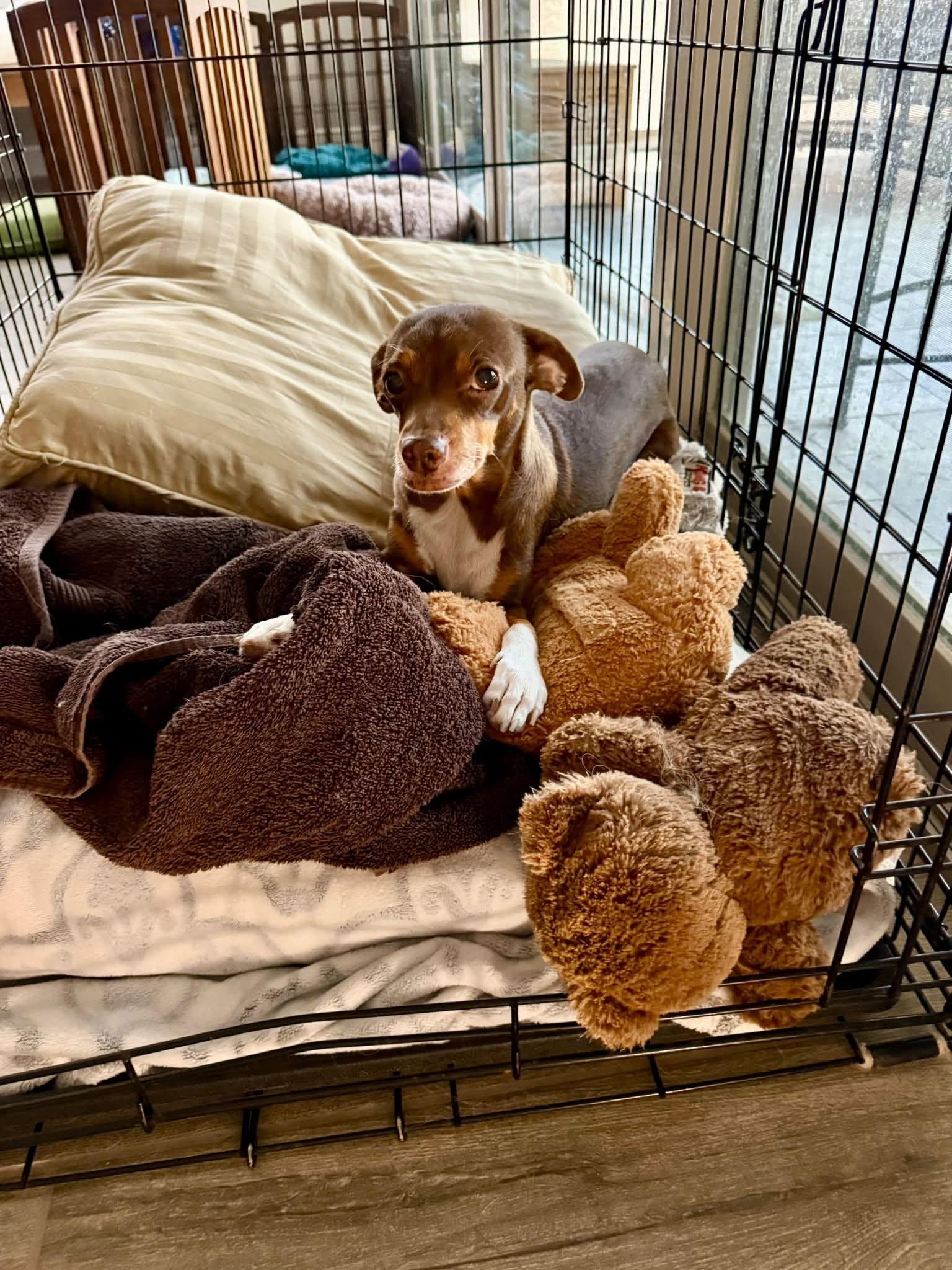 Enlarge Mocha, a Adopted mixed breed in Scottsdale, AZ image 2/4