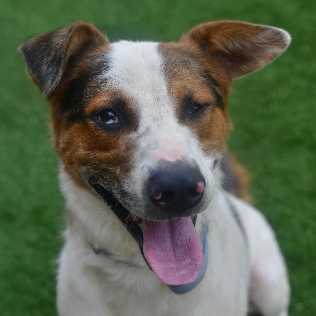 Knuckles, Adoptable, Adult Male Australian Shepherd & Catahoula Leopard Dog.