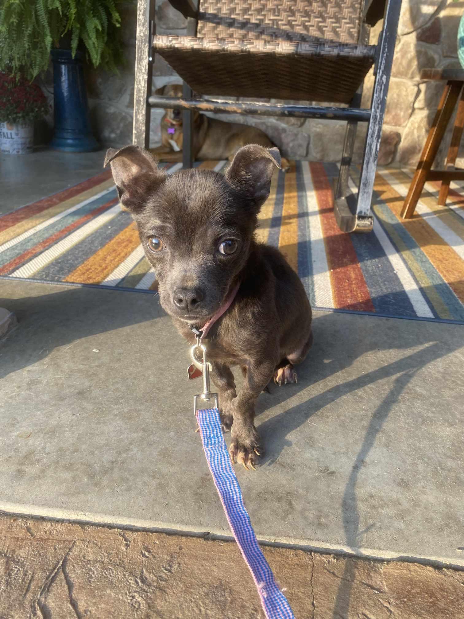 Moopsy, Adopted, Adult Male Chihuahua.